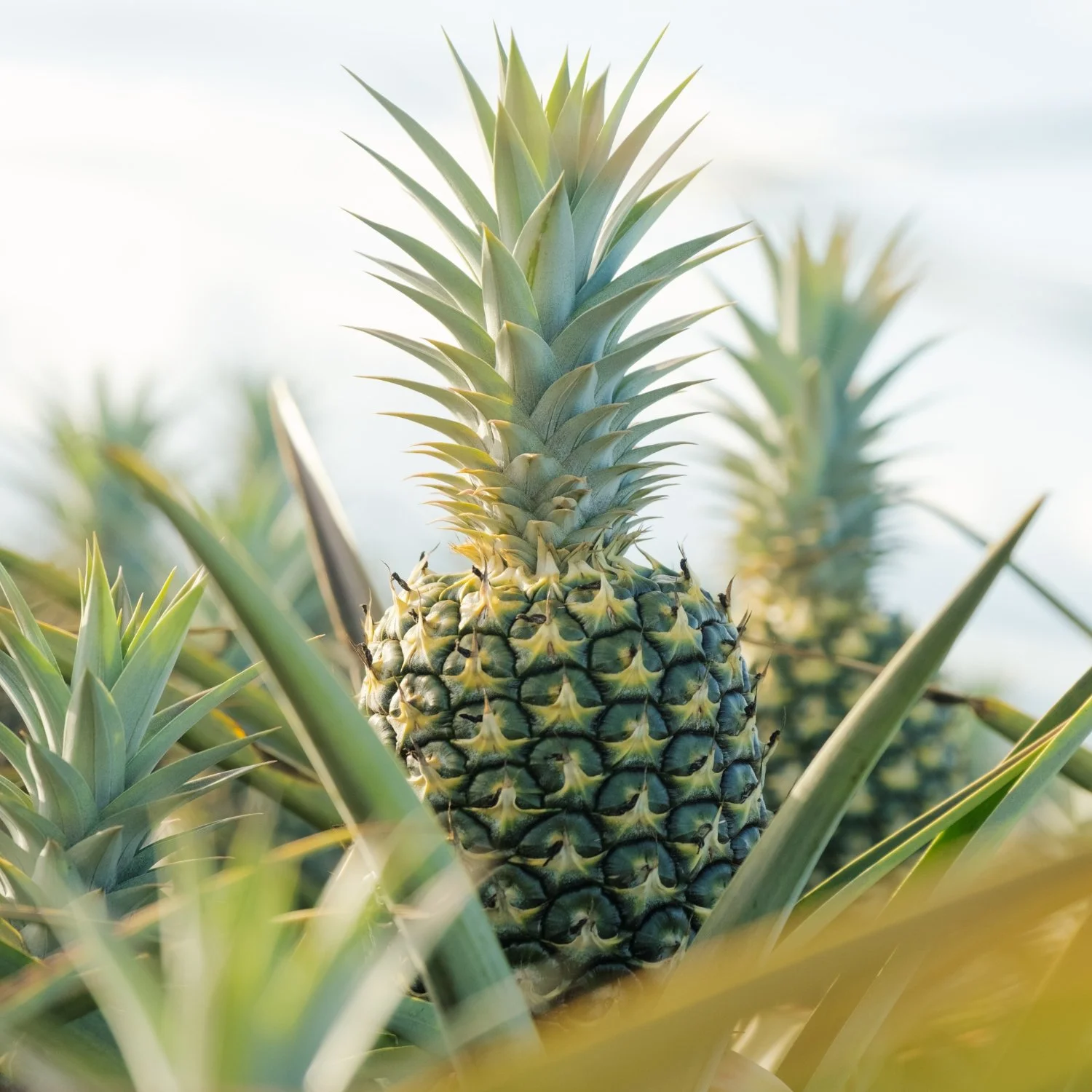 Maui Gold Pineapple Company