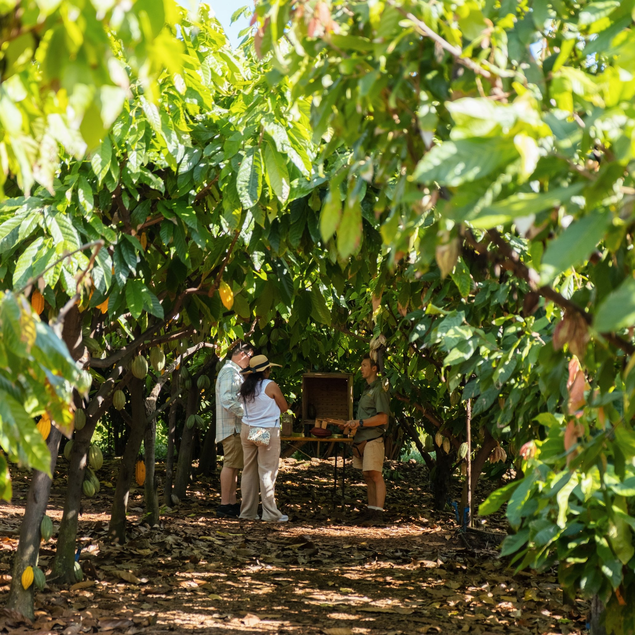 People in a guava orchard, inspecting and picking guava fruits during daylight.
