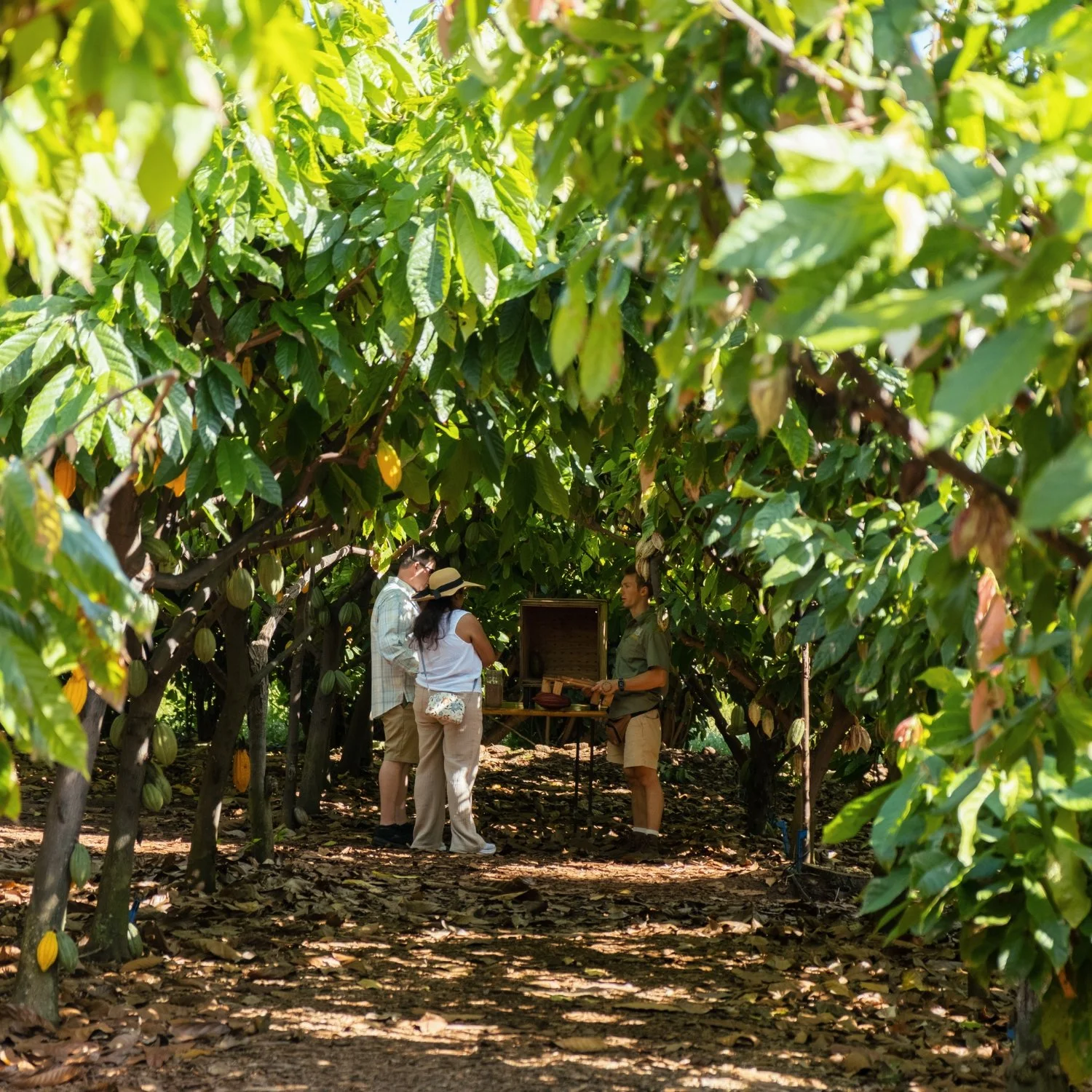 Maui Chocolate Tour
