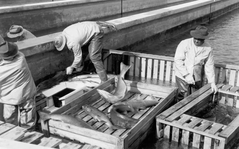 Shasta Dam Construction