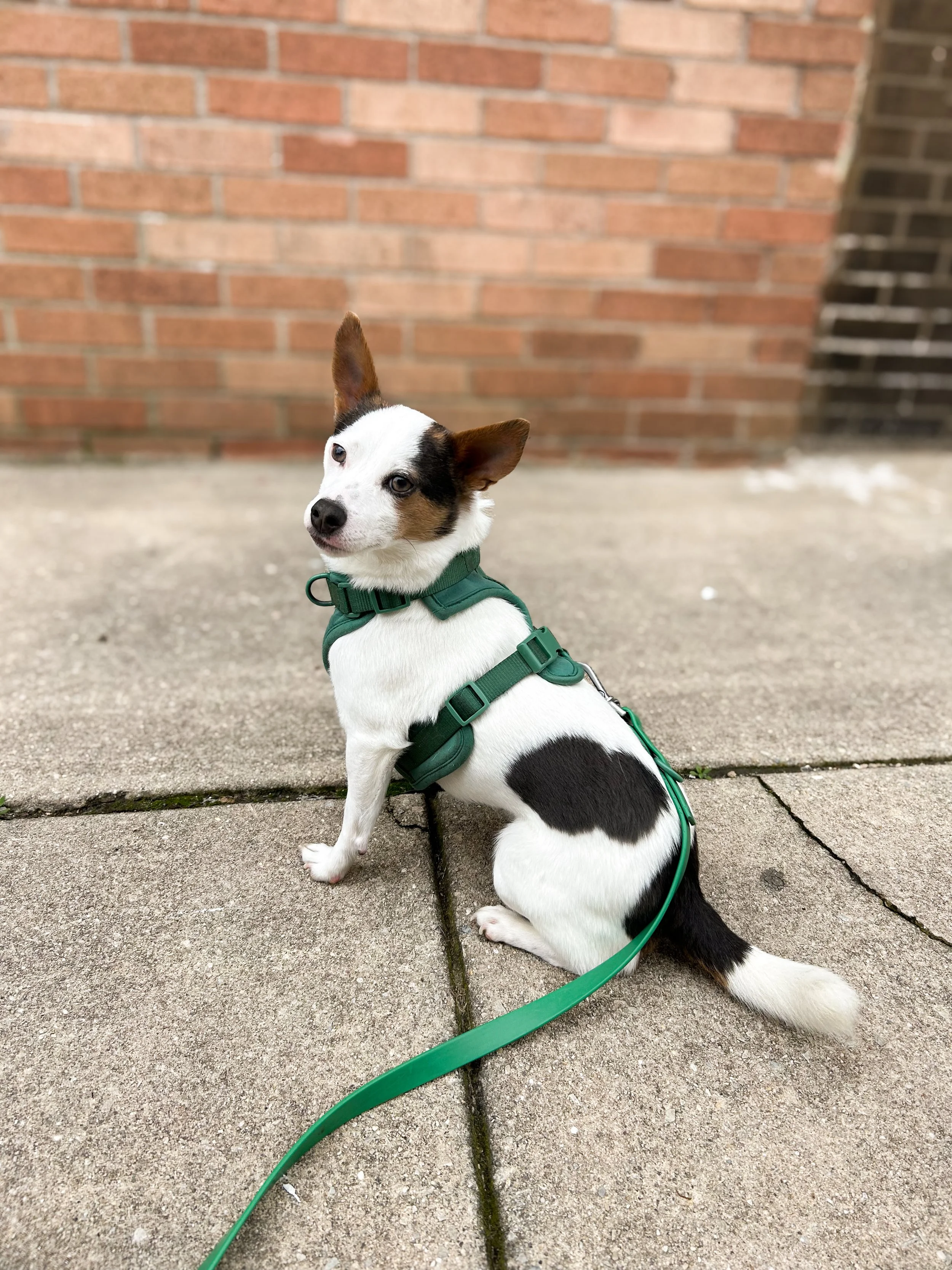 A small dog with a white coat and black and brown markings on its face and back, sitting on a concrete sidewalk in front of a brick wall, wearing a green harness and leash.