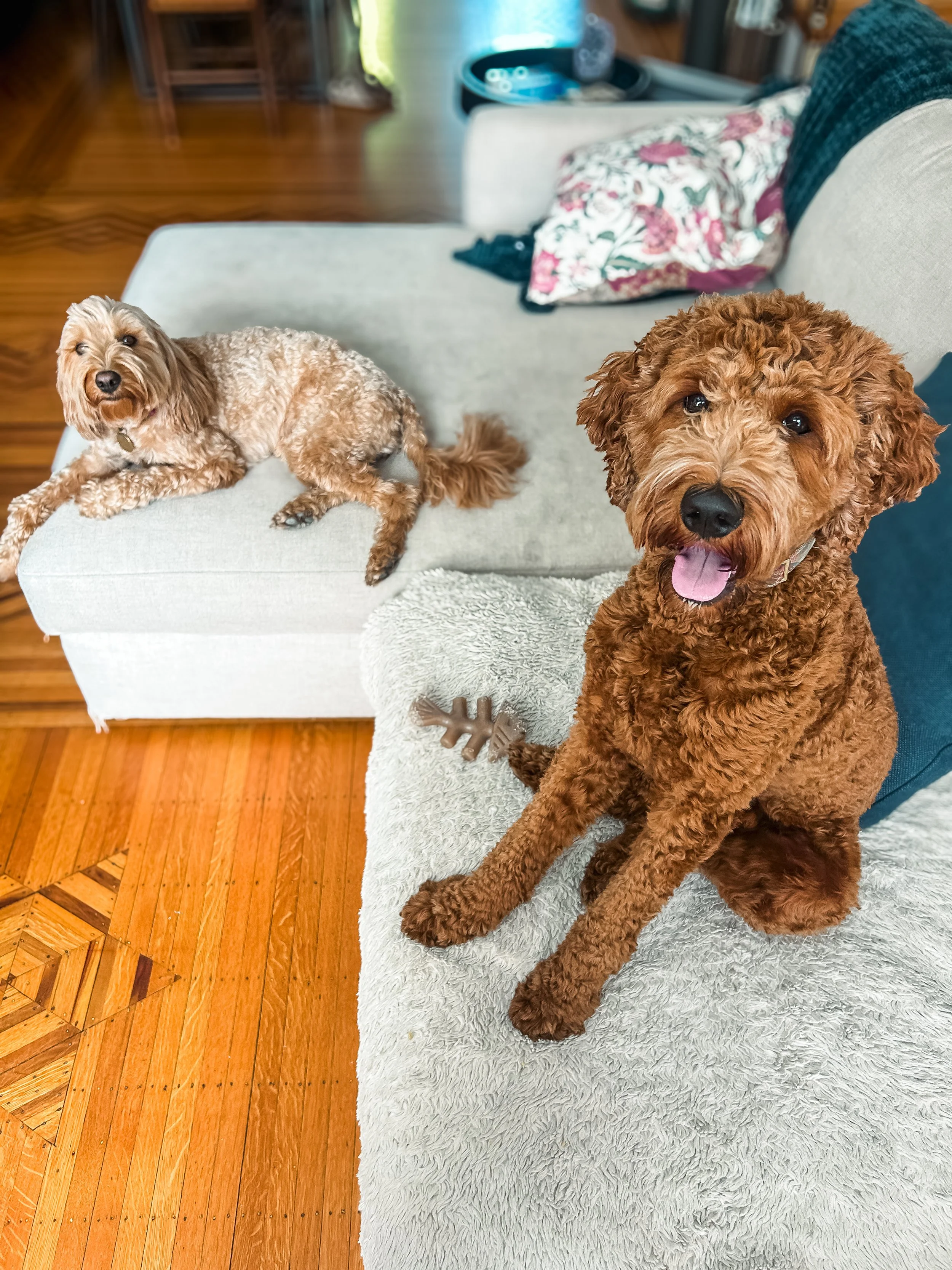 Two dogs, one tan and curly-haired with a toy, sitting on a gray blanket in a living room with wooden floors and a cream-colored couch.