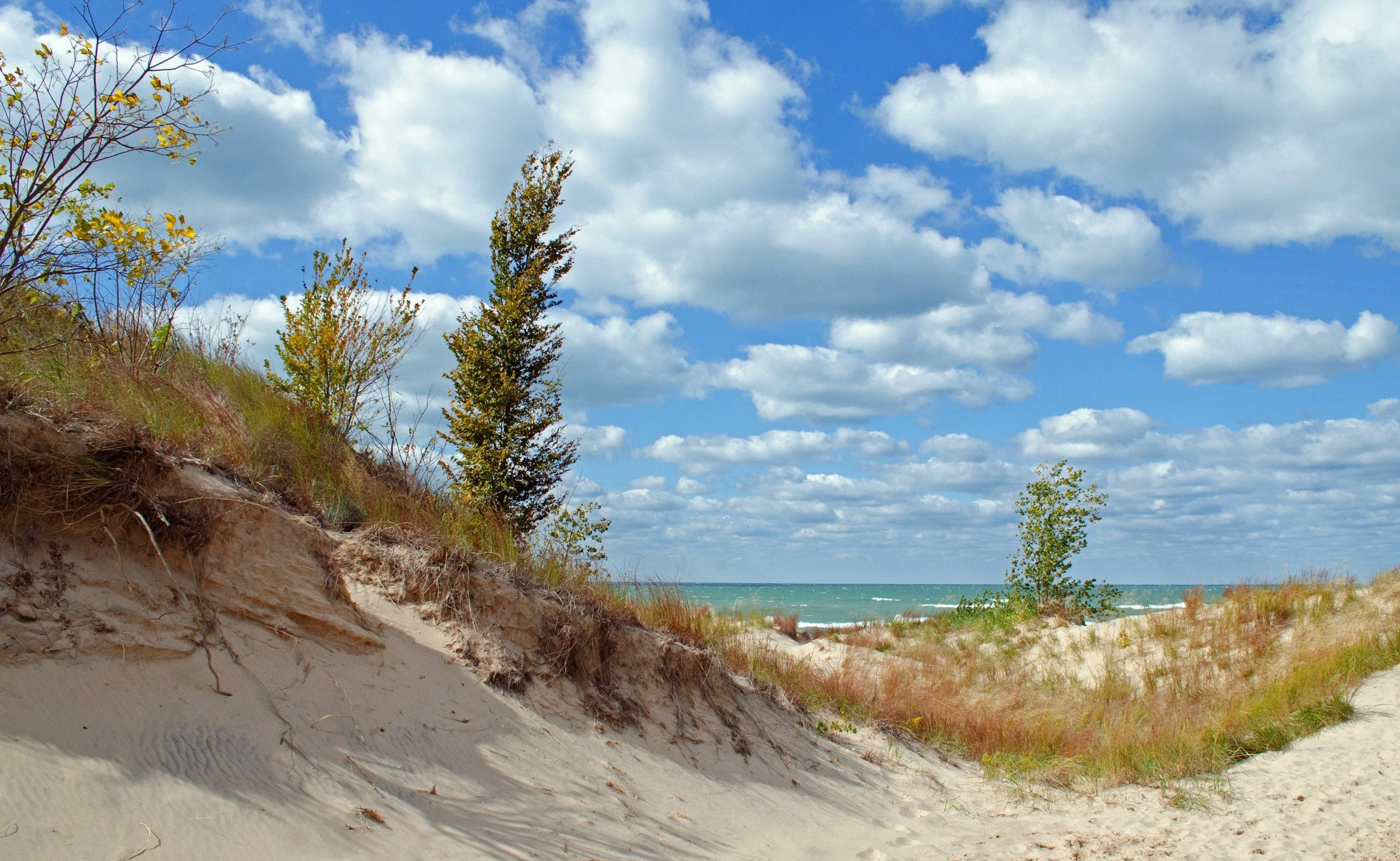Sandy beach dunes with sparse trees and grass, ocean in the background, partly cloudy sky.