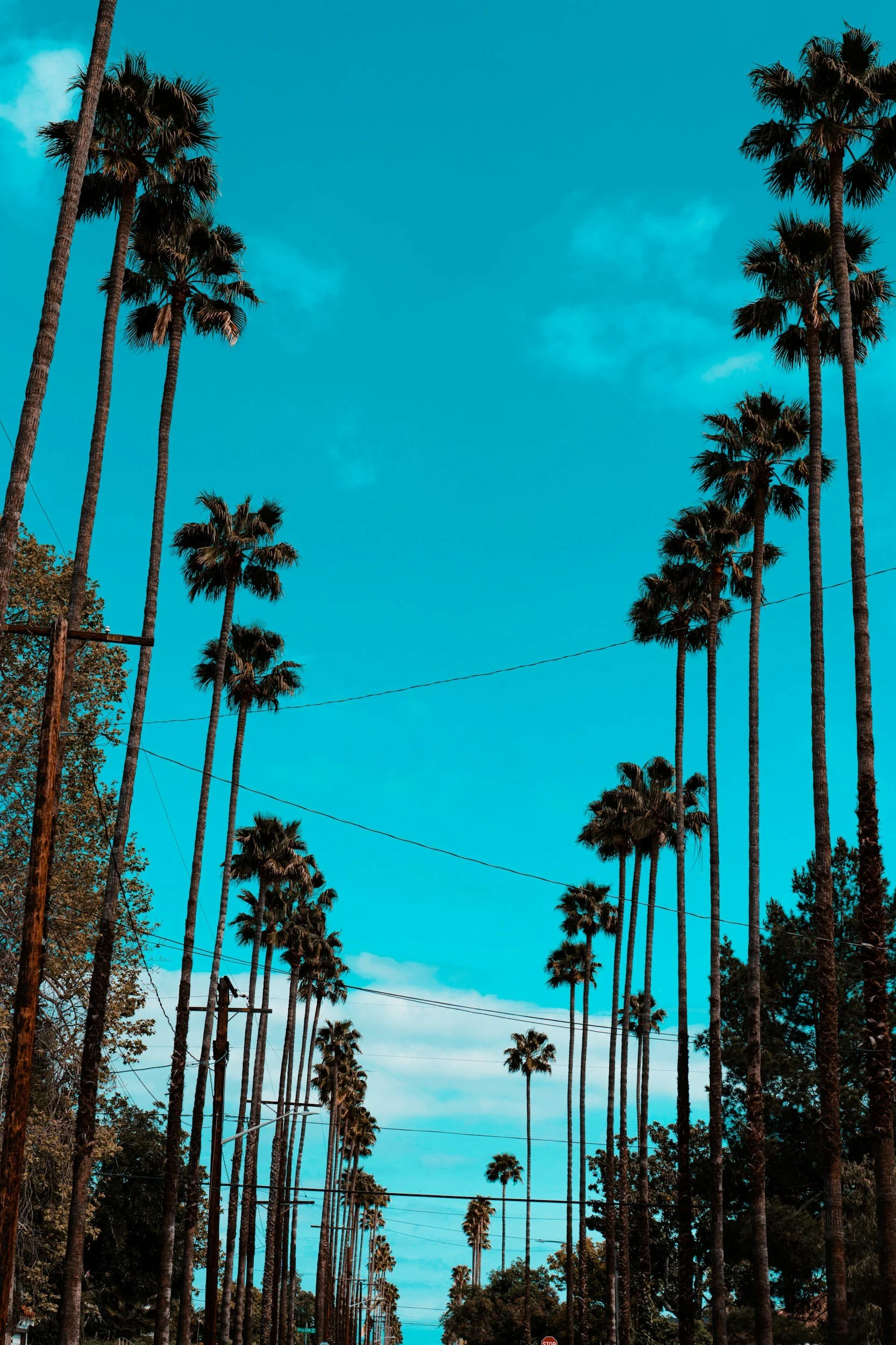 A street lined with tall palm trees under a blue sky with some clouds.