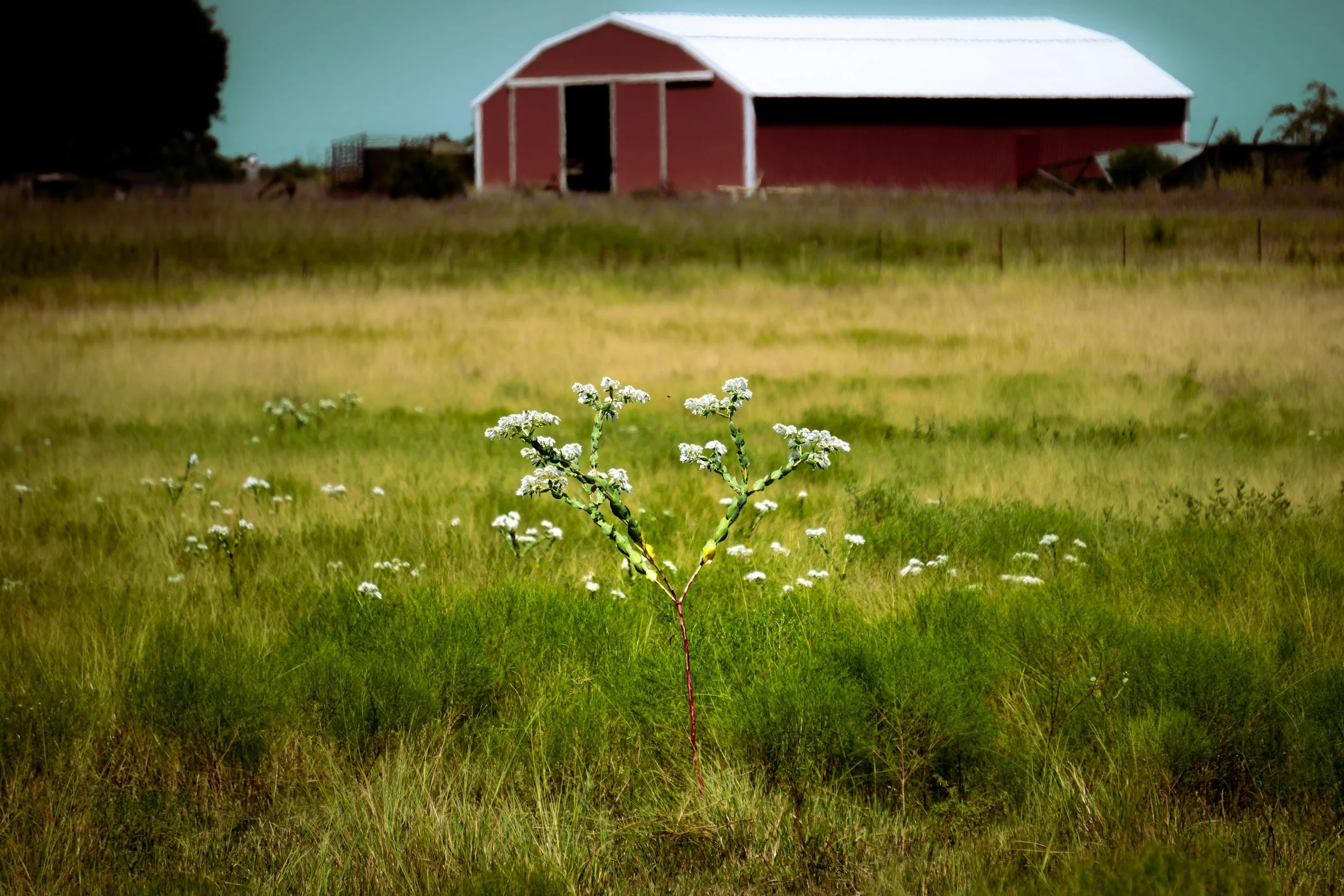 Texas Farm
