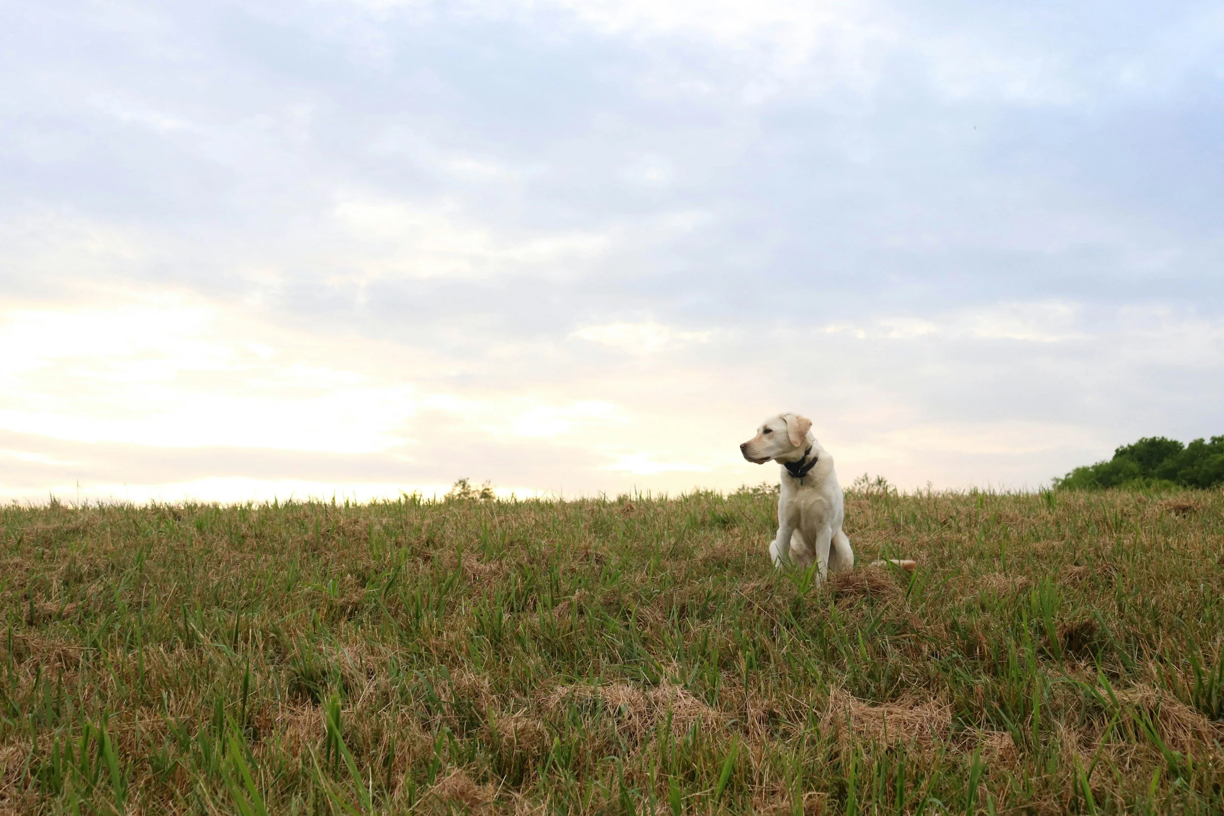 A yellow Labrador retriever dog sitting in a grassy field under a cloudy sky