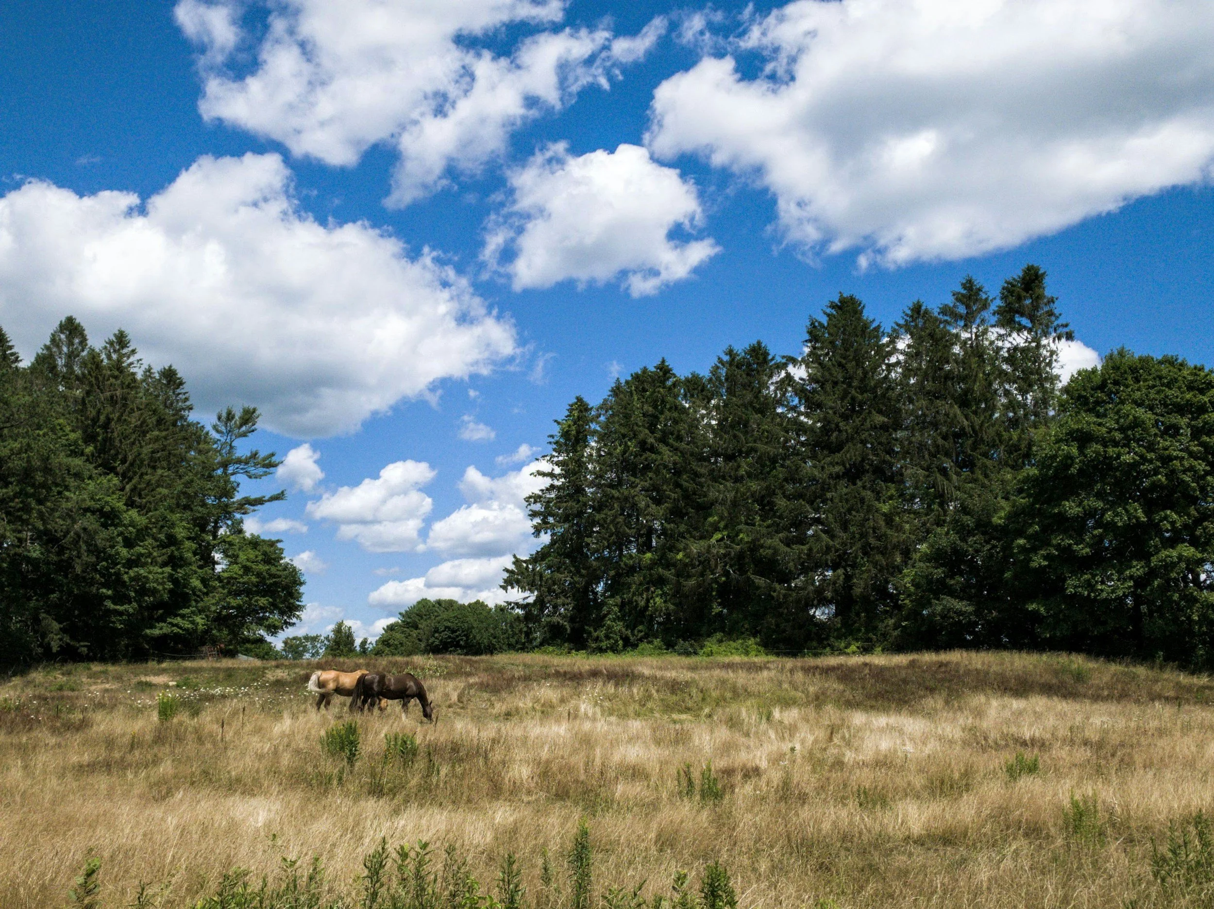 A landscape with a grassy field, two horses grazing, a line of trees, and a partly cloudy blue sky.