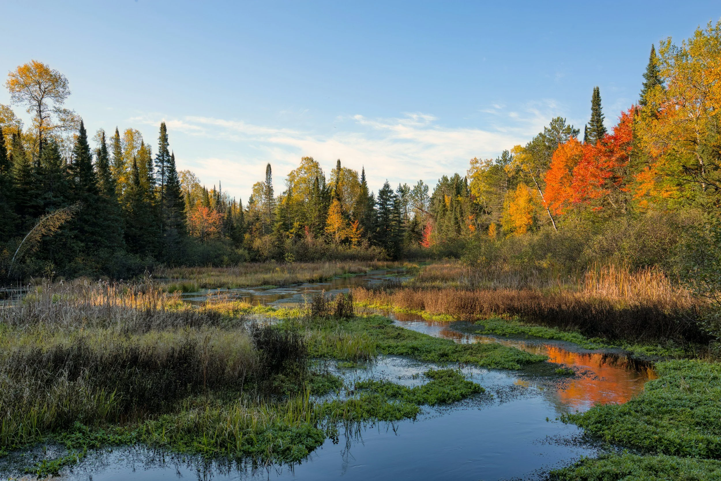 A peaceful wetland scene with a calm water stream flowing through tall grasses and vibrant fall foliage trees in red, orange, yellow, and green on a clear day.