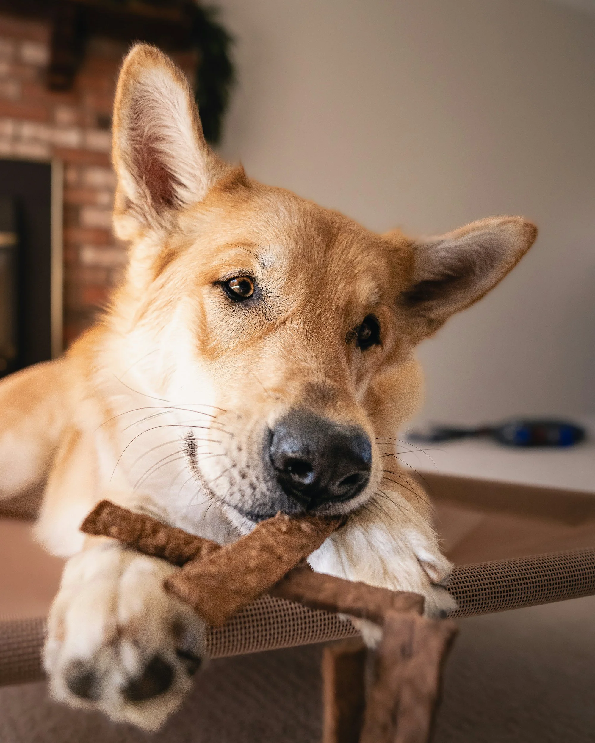 A tan dog with one ear up and one ear down, lying on a table, holding a stick in its front paws, in a cozy indoor setting.