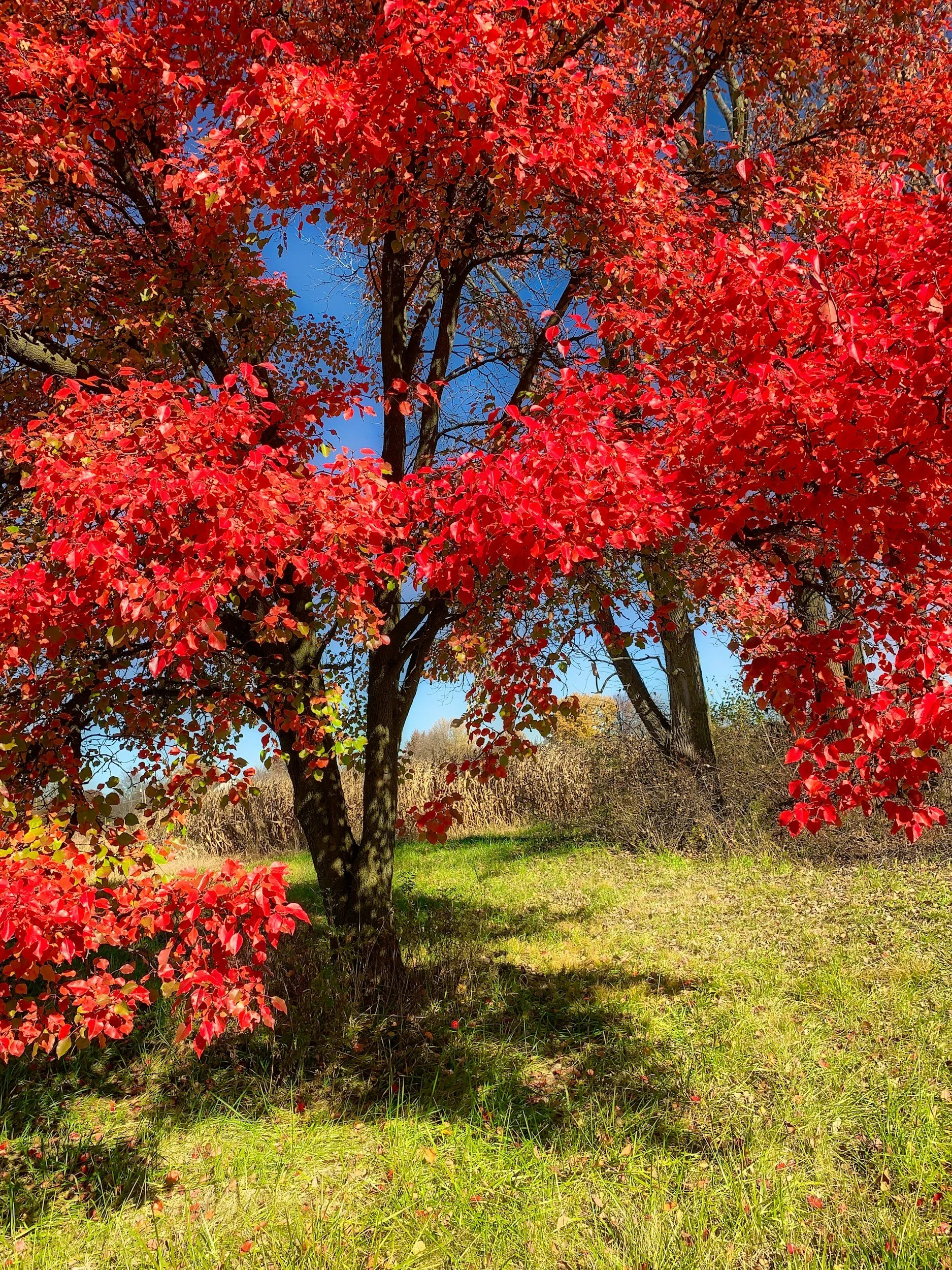 A tree with vibrant red leaves in a grassy field under a clear blue sky during autumn.