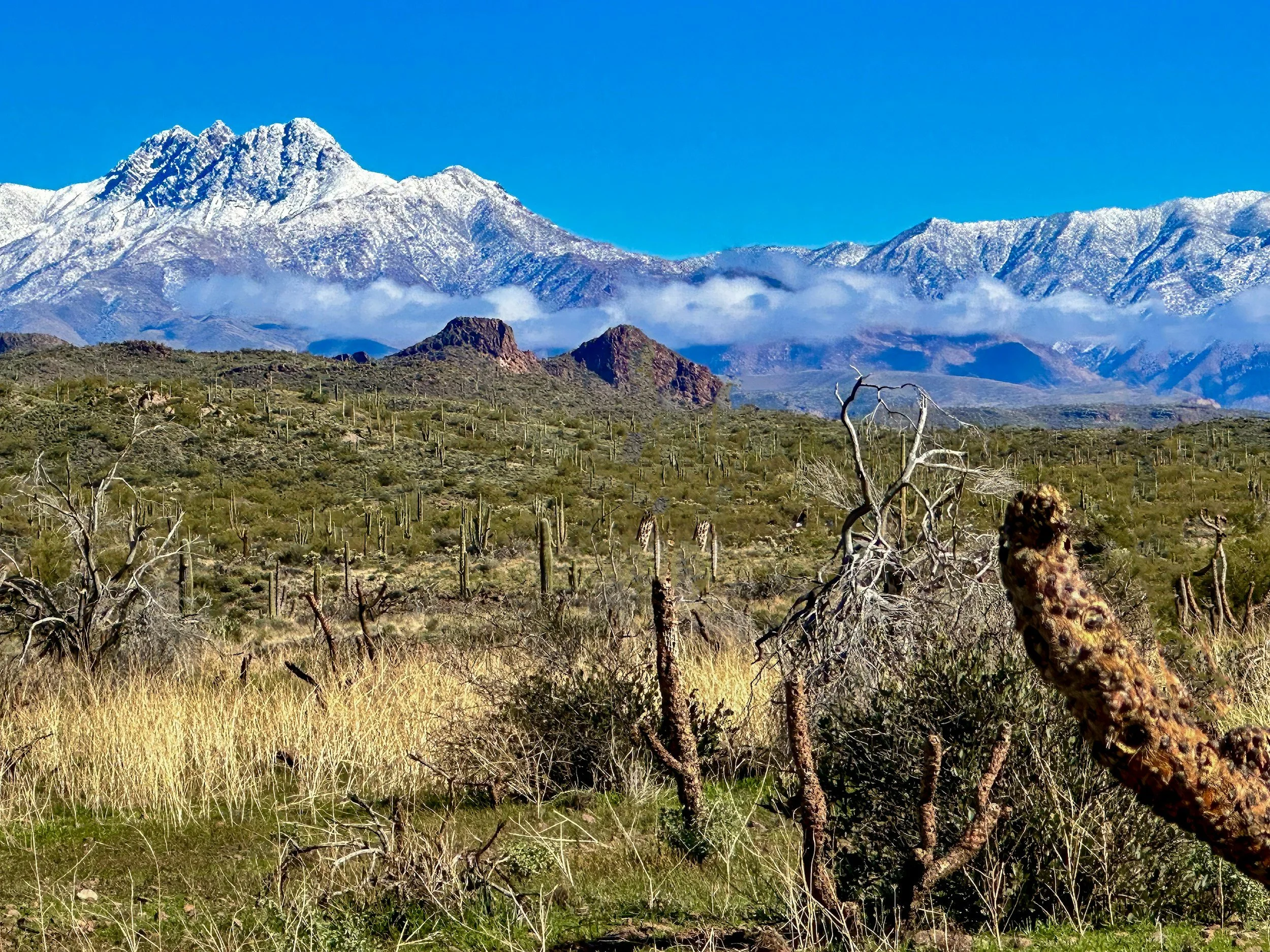 Desert landscape with tall cacti, dry bushes in foreground, rugged hills, and snow-capped mountains in the background under a clear blue sky.
