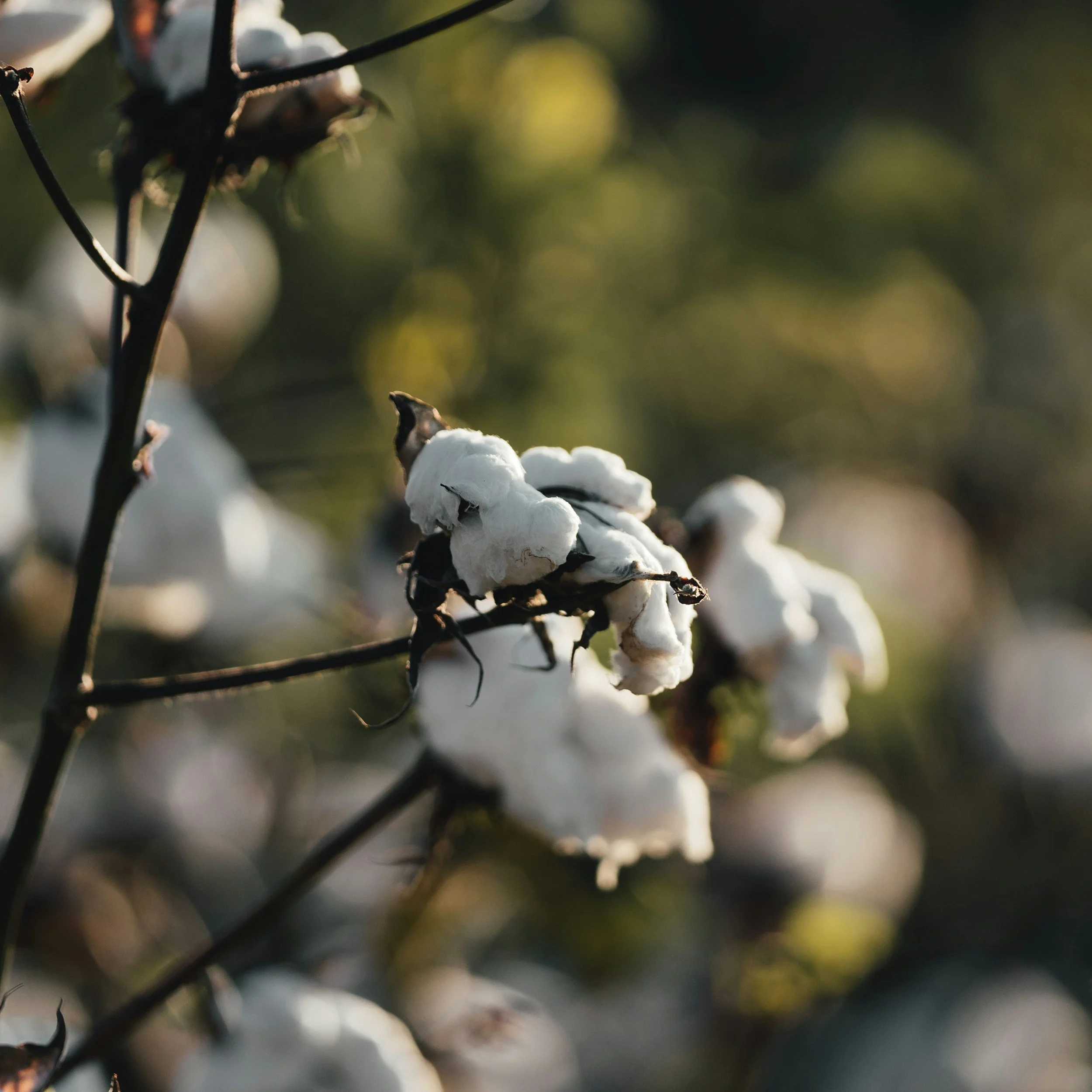Close-up of cotton bolls on a cotton plant with sunlight filtering through, showcasing white fluffy cotton ready for harvest.