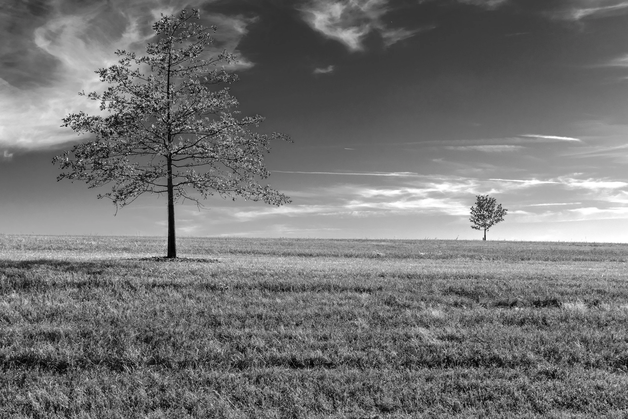Black and white photo of two trees in an open grassy field, with a few clouds in the sky.
