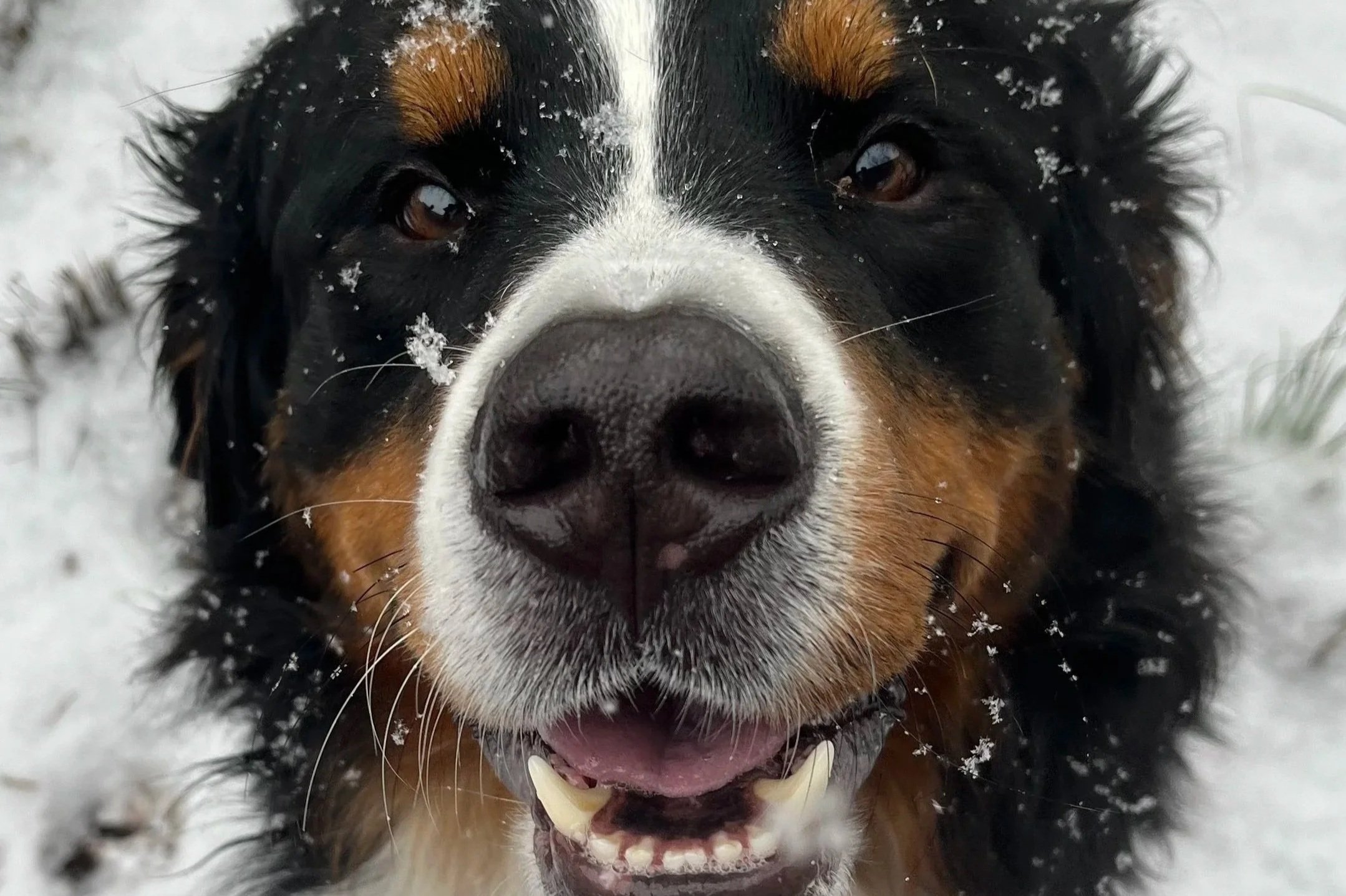 Close-up of a happy Bernese Mountain Dog with snow on its fur, looking directly at the camera with a slightly open mouth and visible teeth.