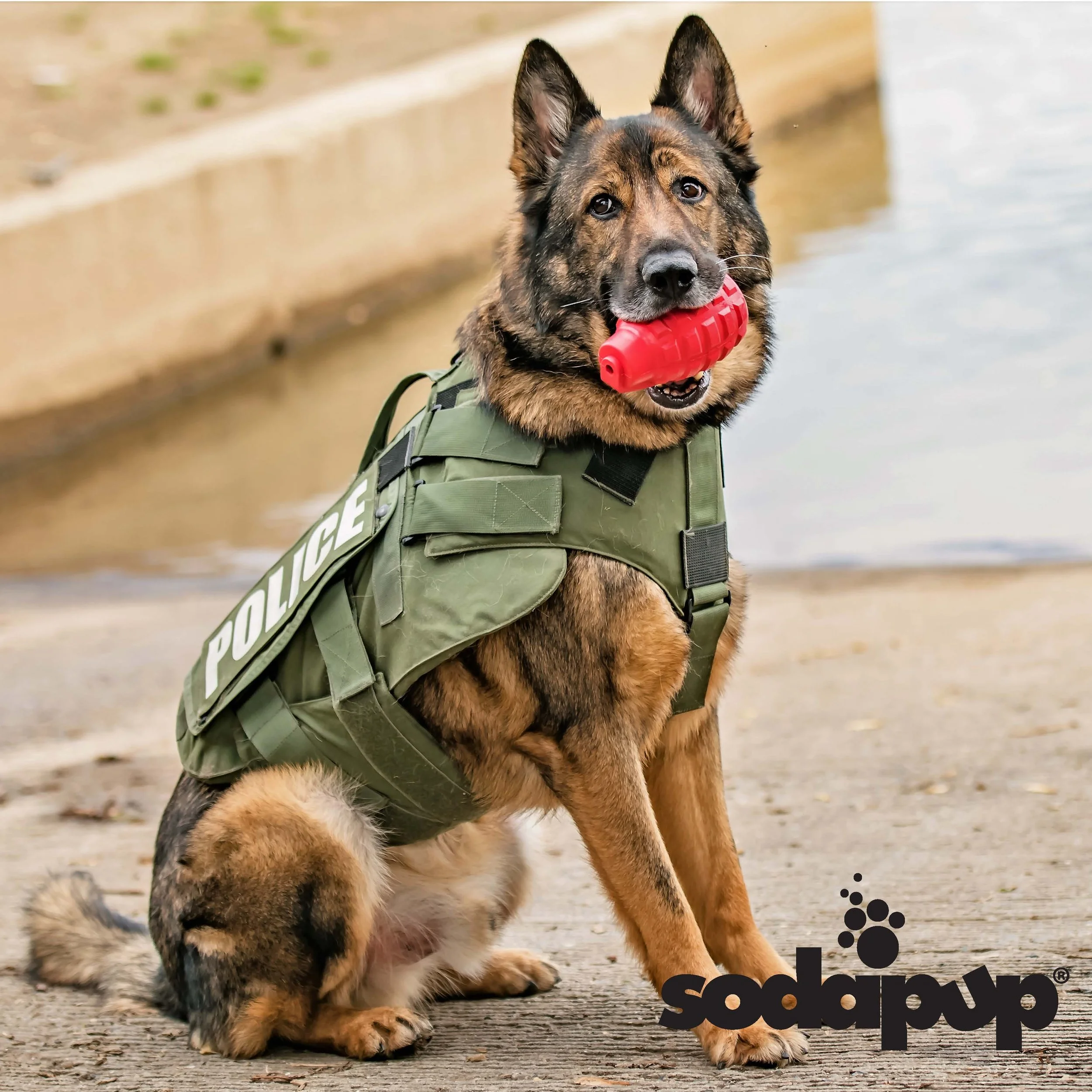German Shepherd police dog wearing a green tactical vest with a red chew toy in mouth, sitting on a concrete surface near water.