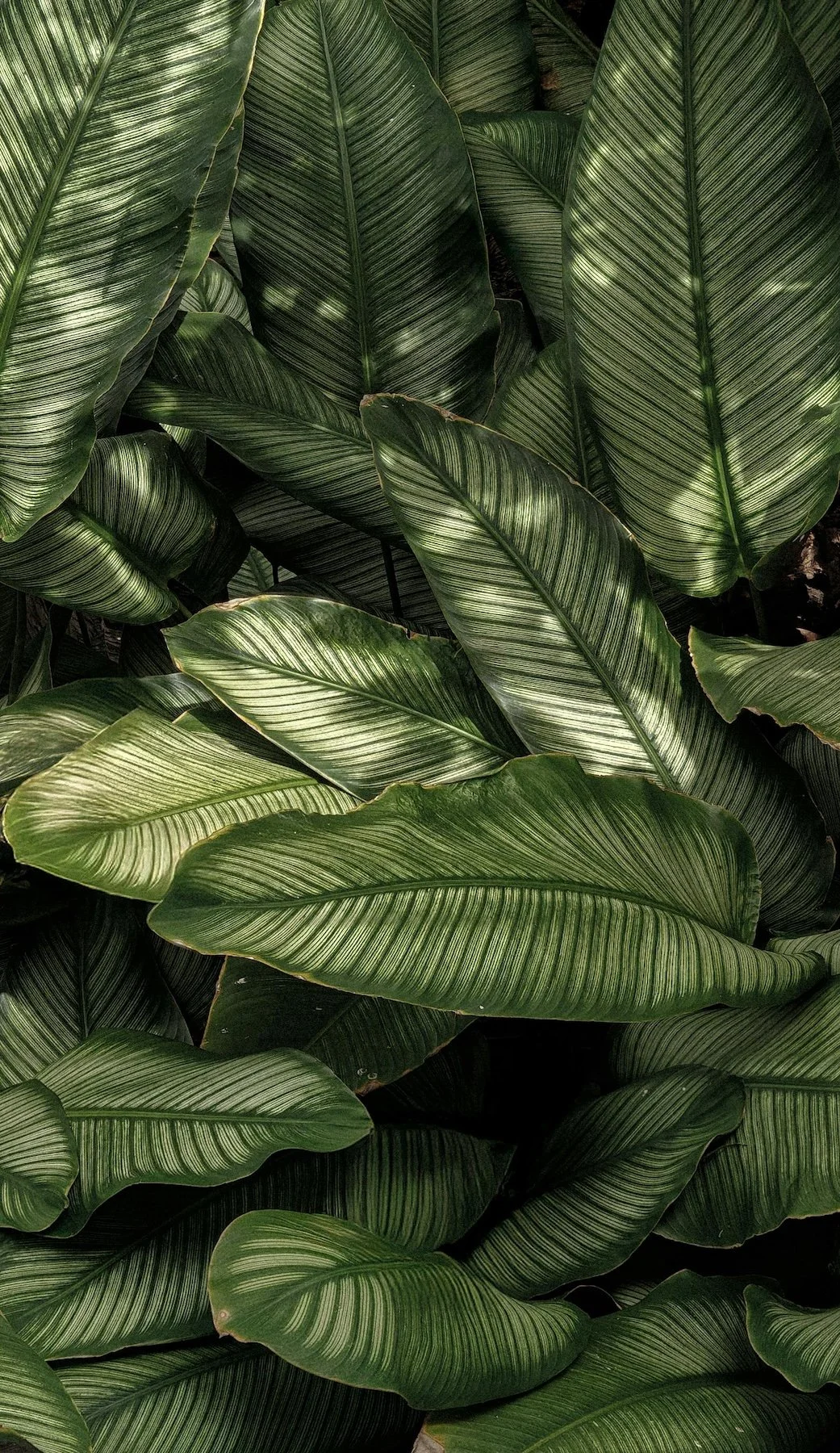 Tropical greenery detail in the calming clinic aesthetic at Port Melbourne Traditional Chinese Medicine, Bay Street wellness sanctuary.