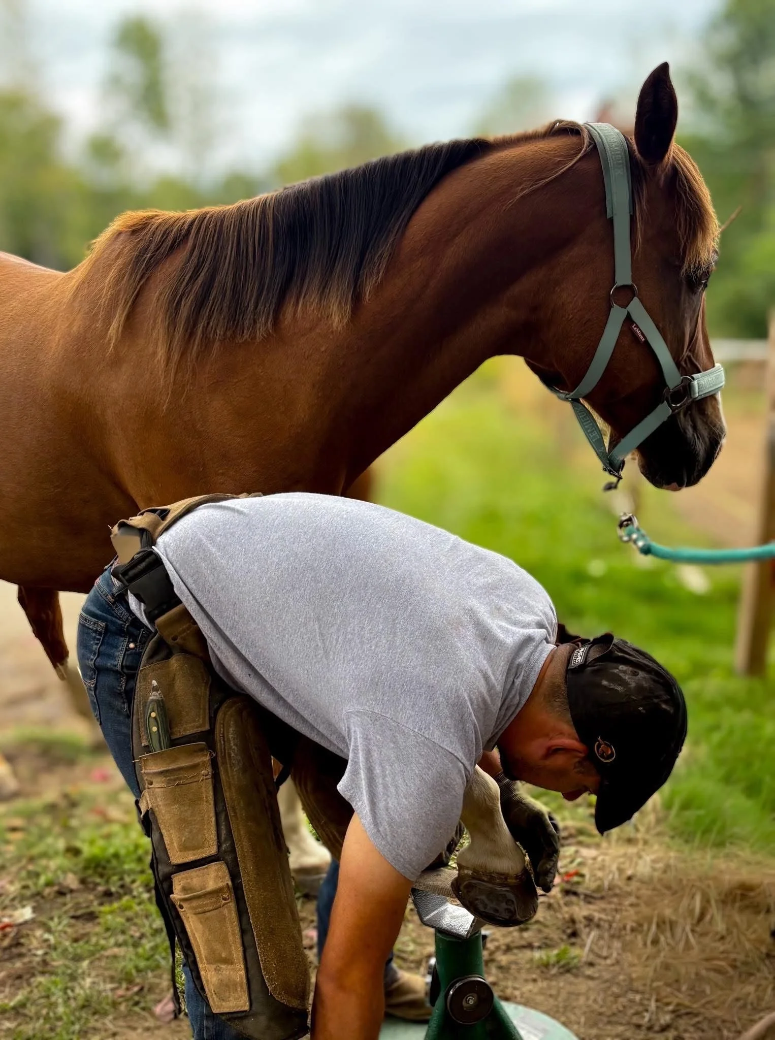 A man wearing a gray shirt, jeans, and a black cap, bending over working on a horse's hoof mounted on a green stand, with a brown horse with a gray halter standing nearby, outdoors with green trees and blurred background.