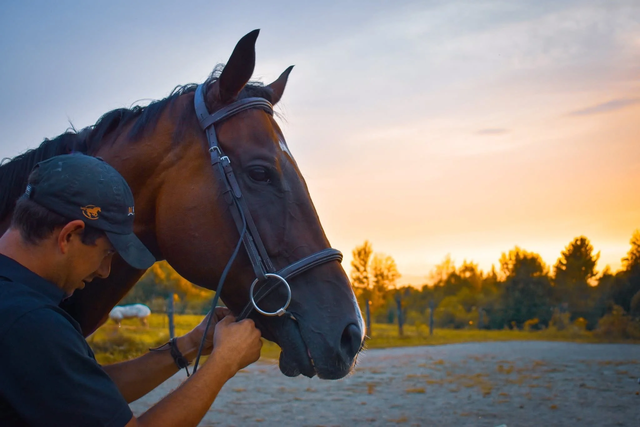A man adjusting a brown horse's bridle at sunset in an outdoor paddock.