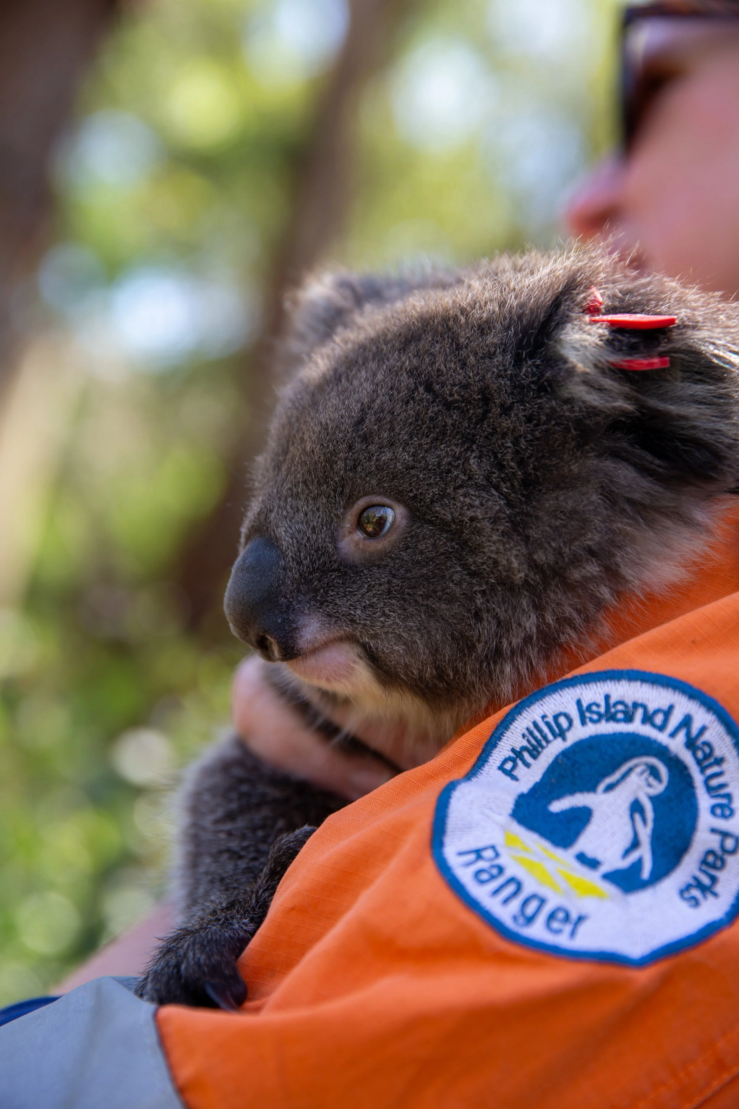 Koala Health Check September 2019_PH-7361.jpg