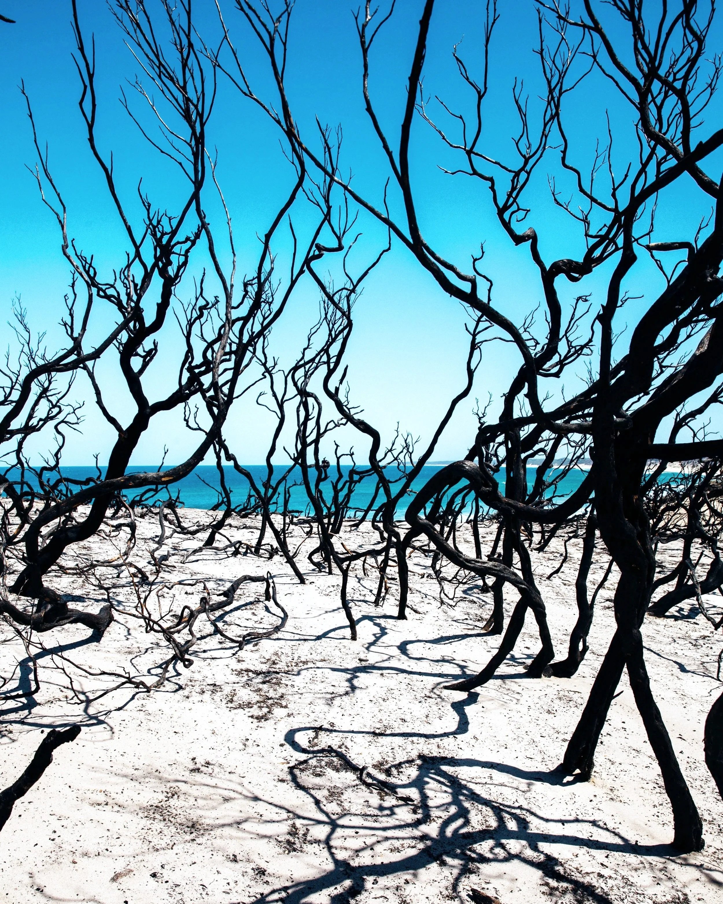 Cowrie Bay, Cape Conran after 2020 bushfires