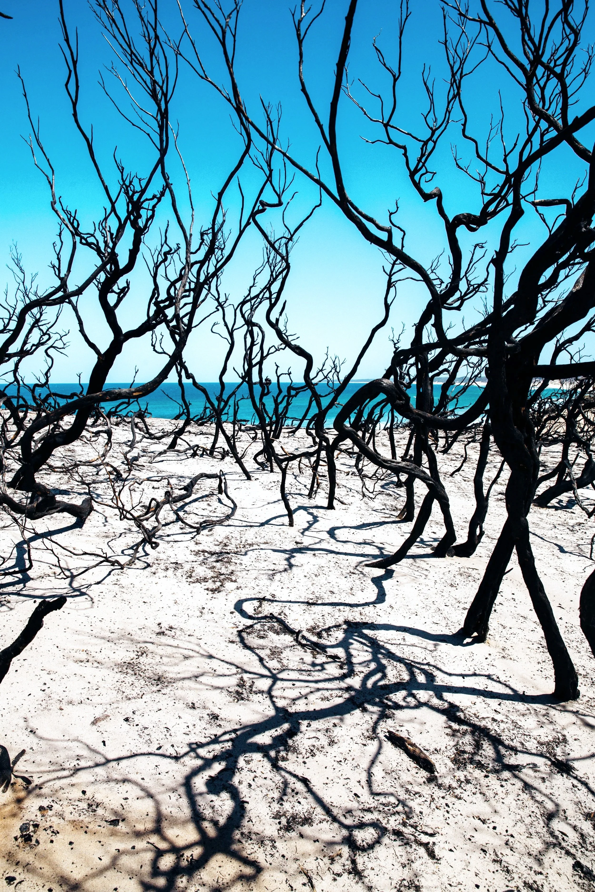 Cape Conran Bushfire Feb 2020-9707.jpg