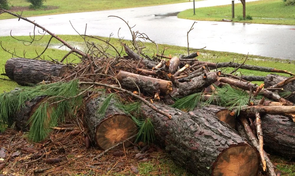A pile of fallen tree logs and branches on a grassy area near a wet asphalt road after a storm.