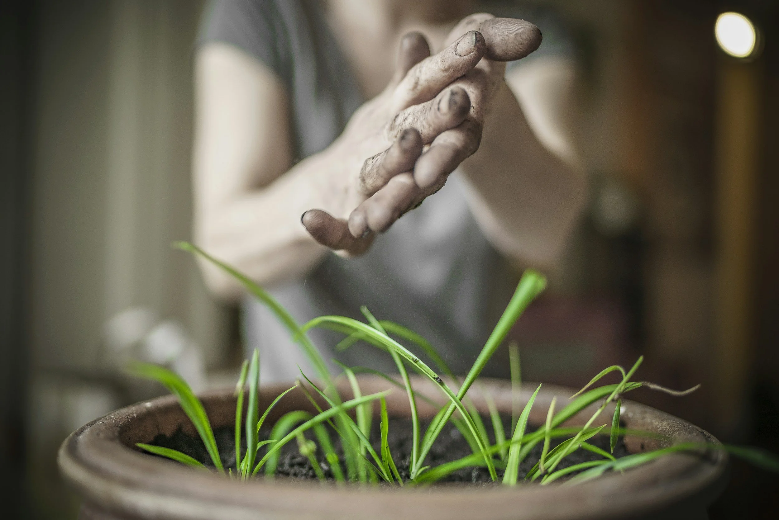 Close up of a person's hands covered in soil over a small green plant in a pot, showing a tactile sensory reset and practical nature connection for nervous system recovery.