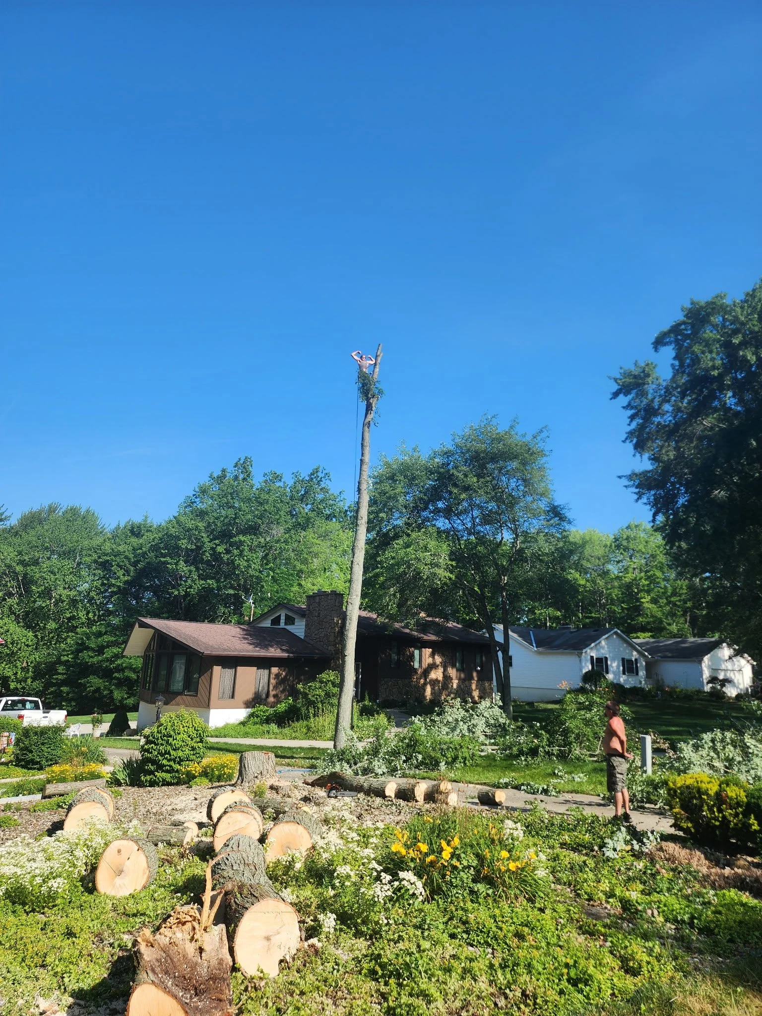 A person trimming a tall tree using a chainsaw, with piles of cut logs and a man observing nearby in a suburban neighborhood on a sunny day.
