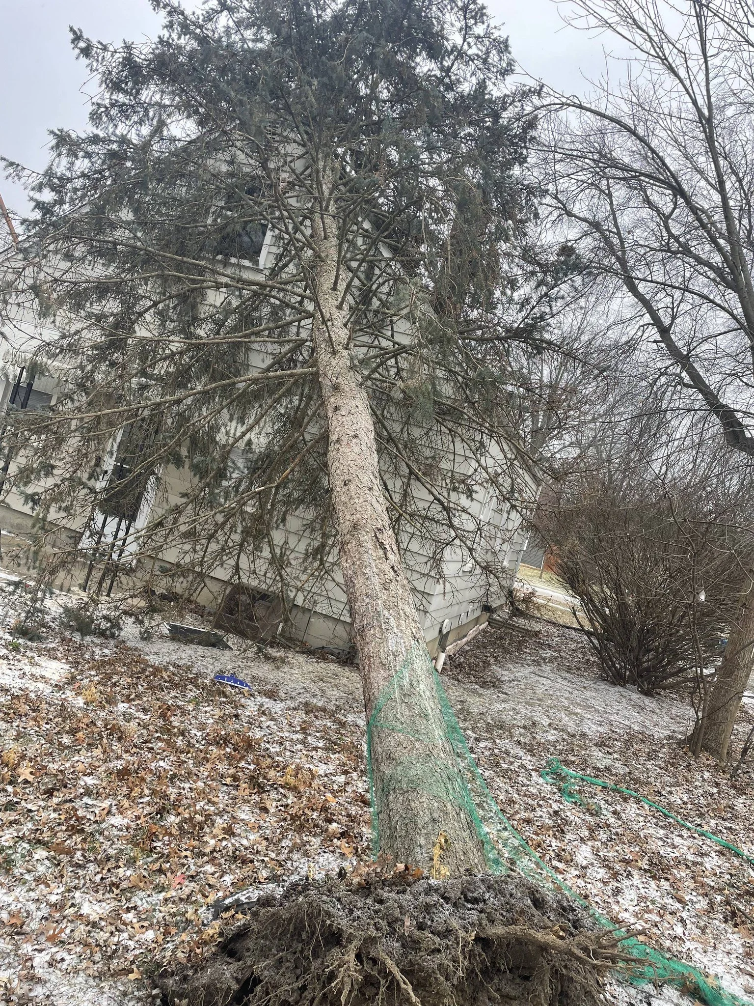 Fallen tree in front of a house with a gray exterior, roots exposed on the ground, and a green net or strap around the trunk.