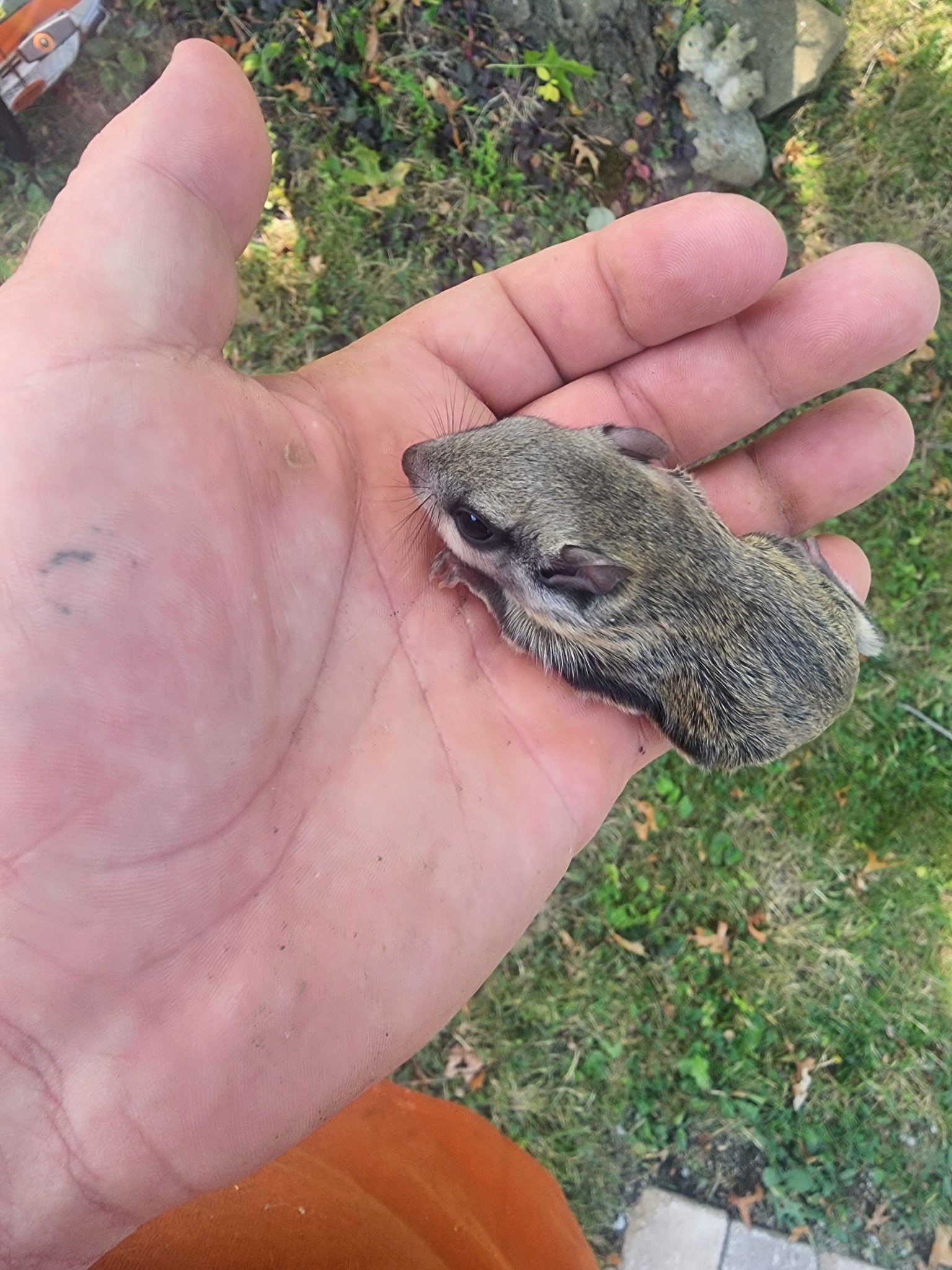 A flying squirrel saved by Twisted Timbers Tree Service.  Another Satisfied customer times 2