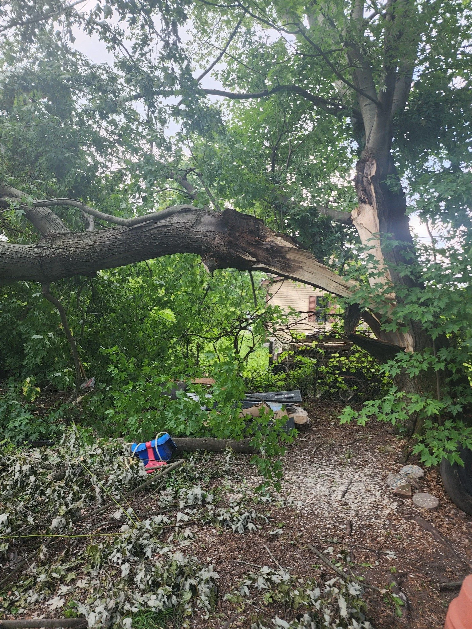 A large tree has fallen on a yard, with broken branches and leaves on the ground. There are some objects scattered, including a cooler and parts of furniture, and a house is visible in the background.