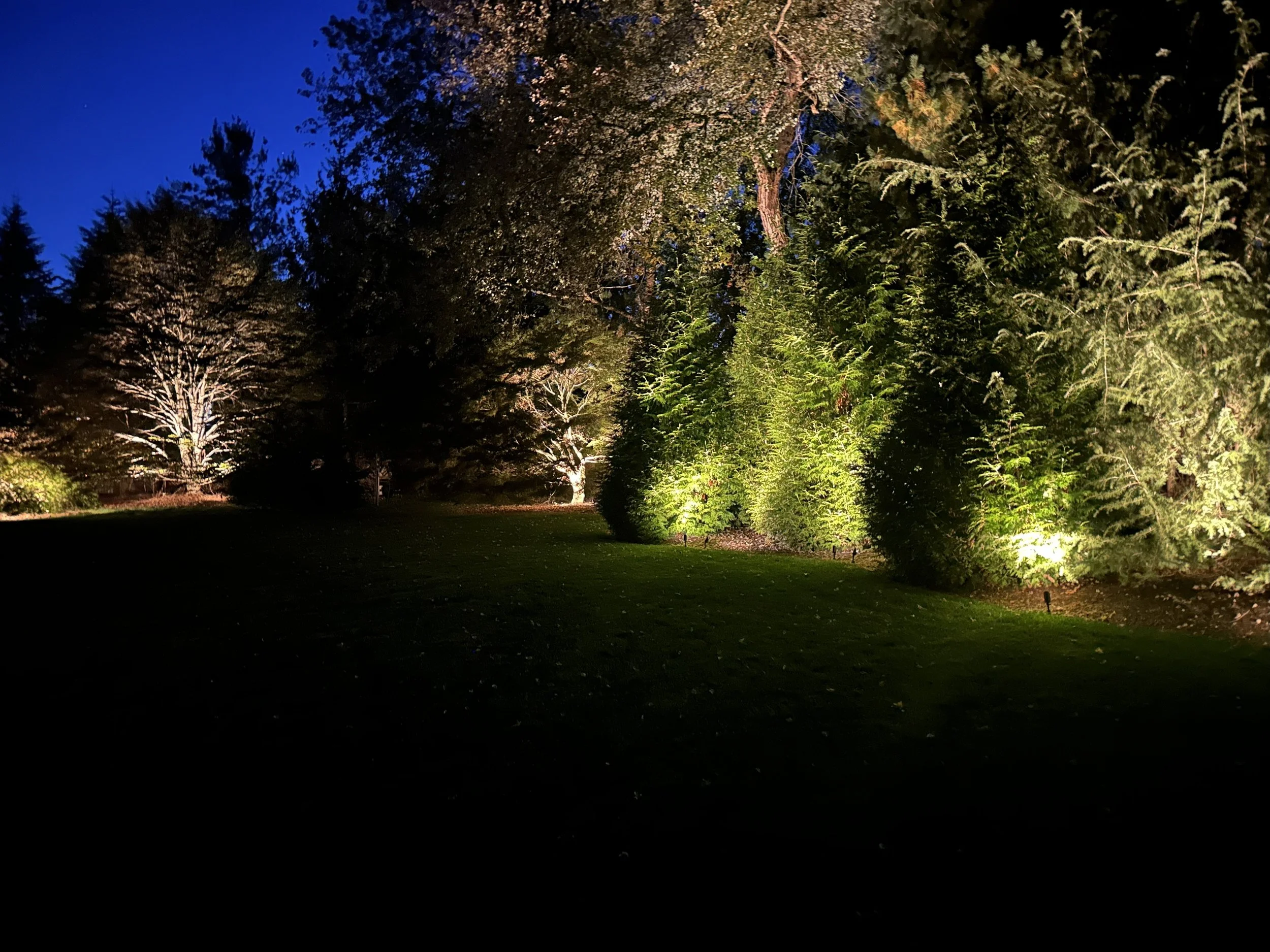 tree_uplighting.jpg