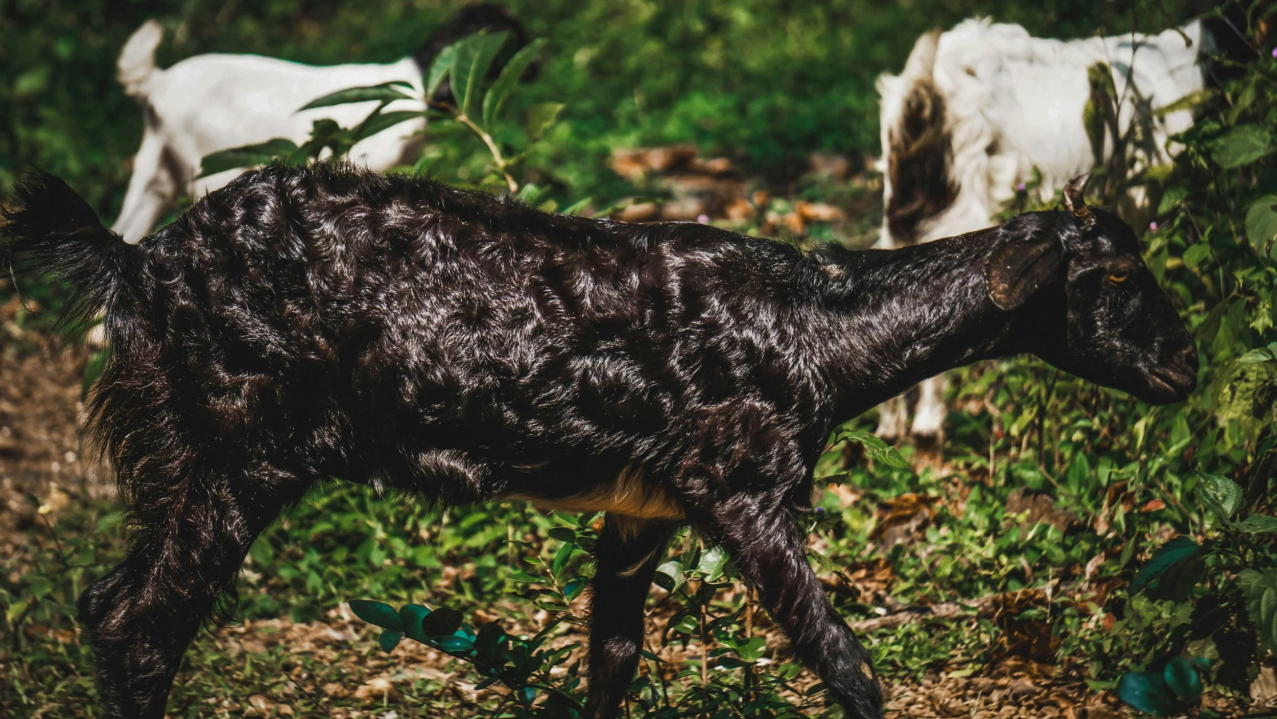 Why More Land Owners Are Turning to Goat Grazing