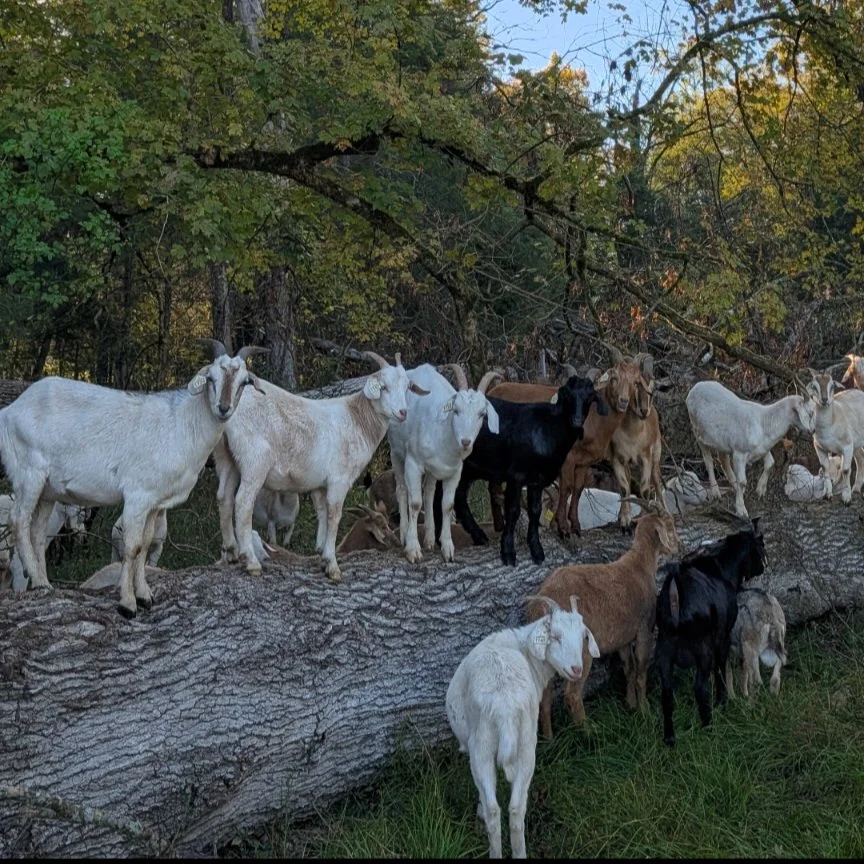 WETHERS+%281%29.jpg