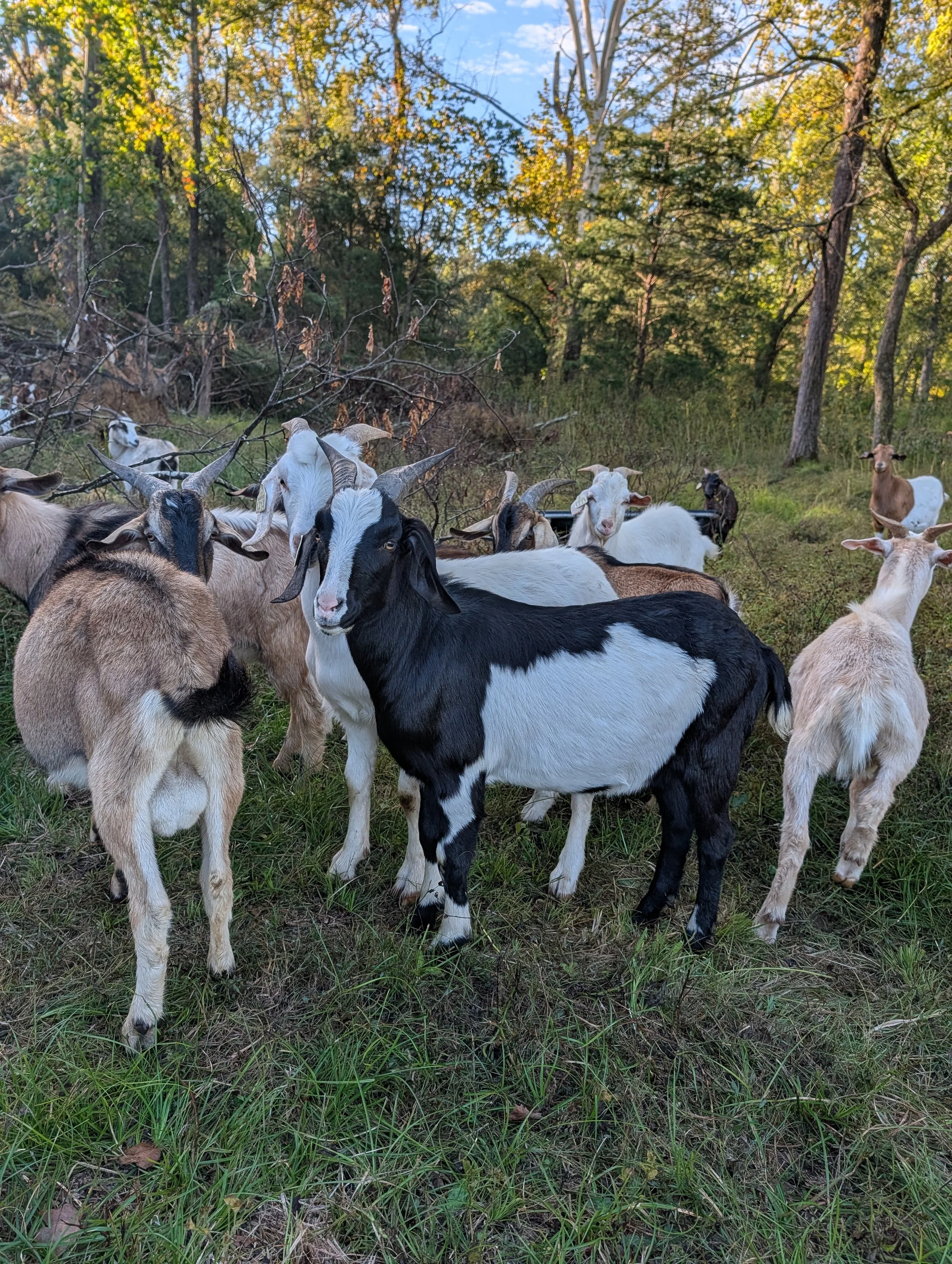 wethers.jpg