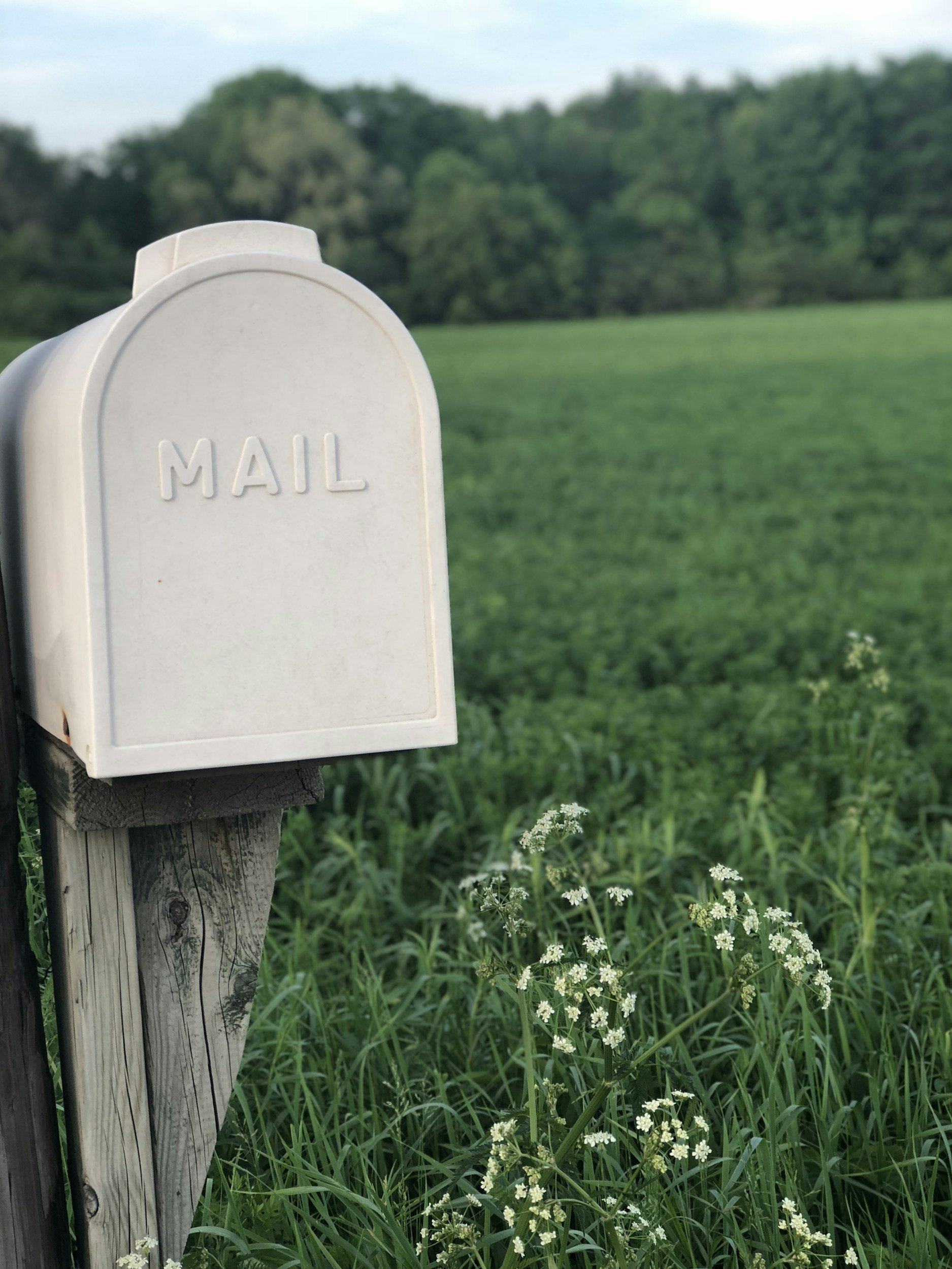 White mailbox labeled 'MAIL' on a wooden post beside a grassy field with white flowers and trees in the background.