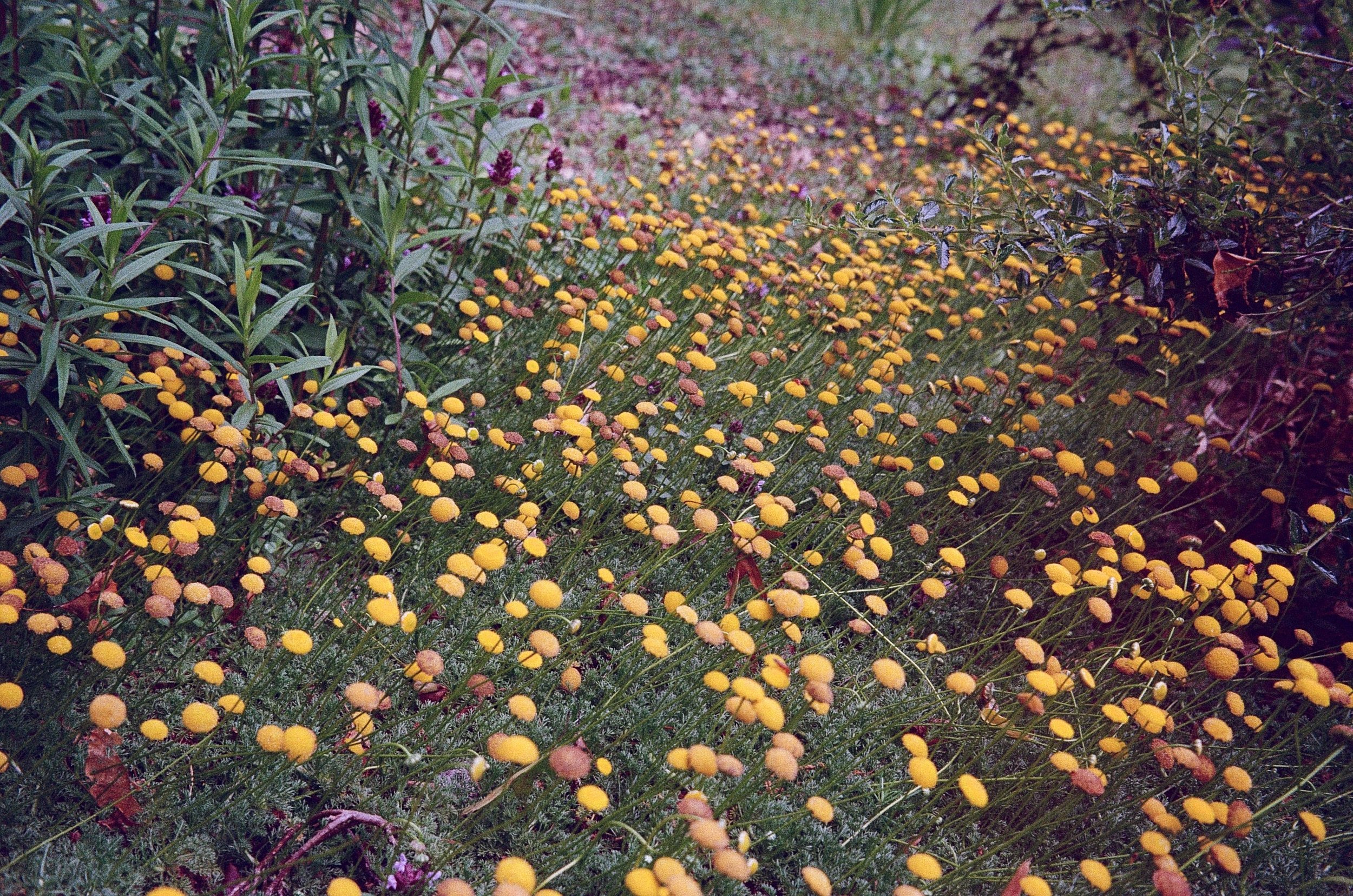 A garden bed filled with small yellow flowers and green leafy plants.