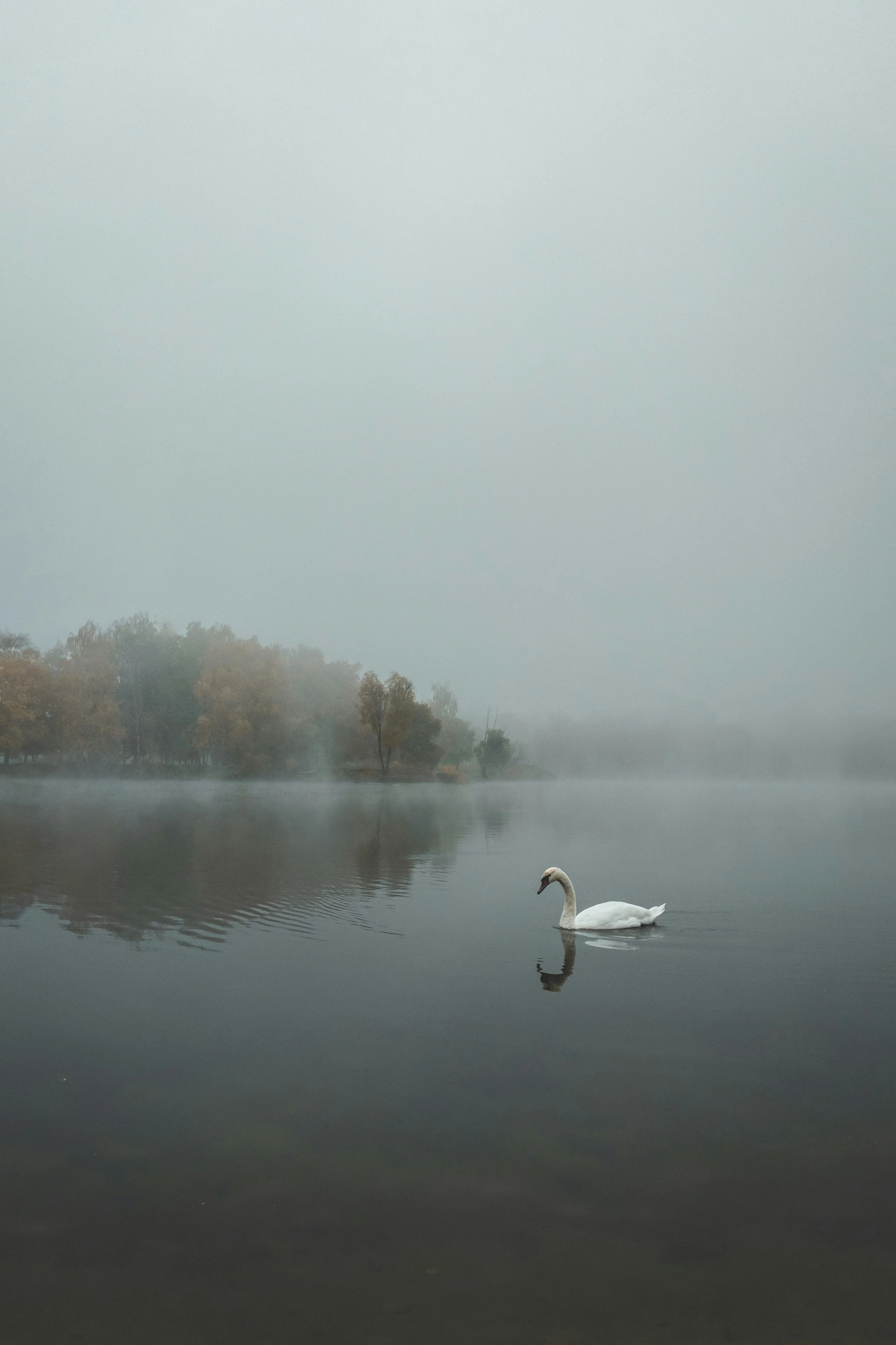 White swan on a serene lake representing calm, sustainable leadership and strategic business support.