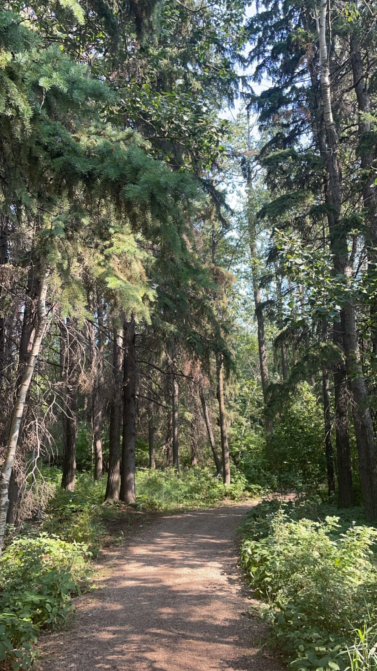 A forest in Alberta, Canada, representing Executive VA Group's grounded and calm brand.