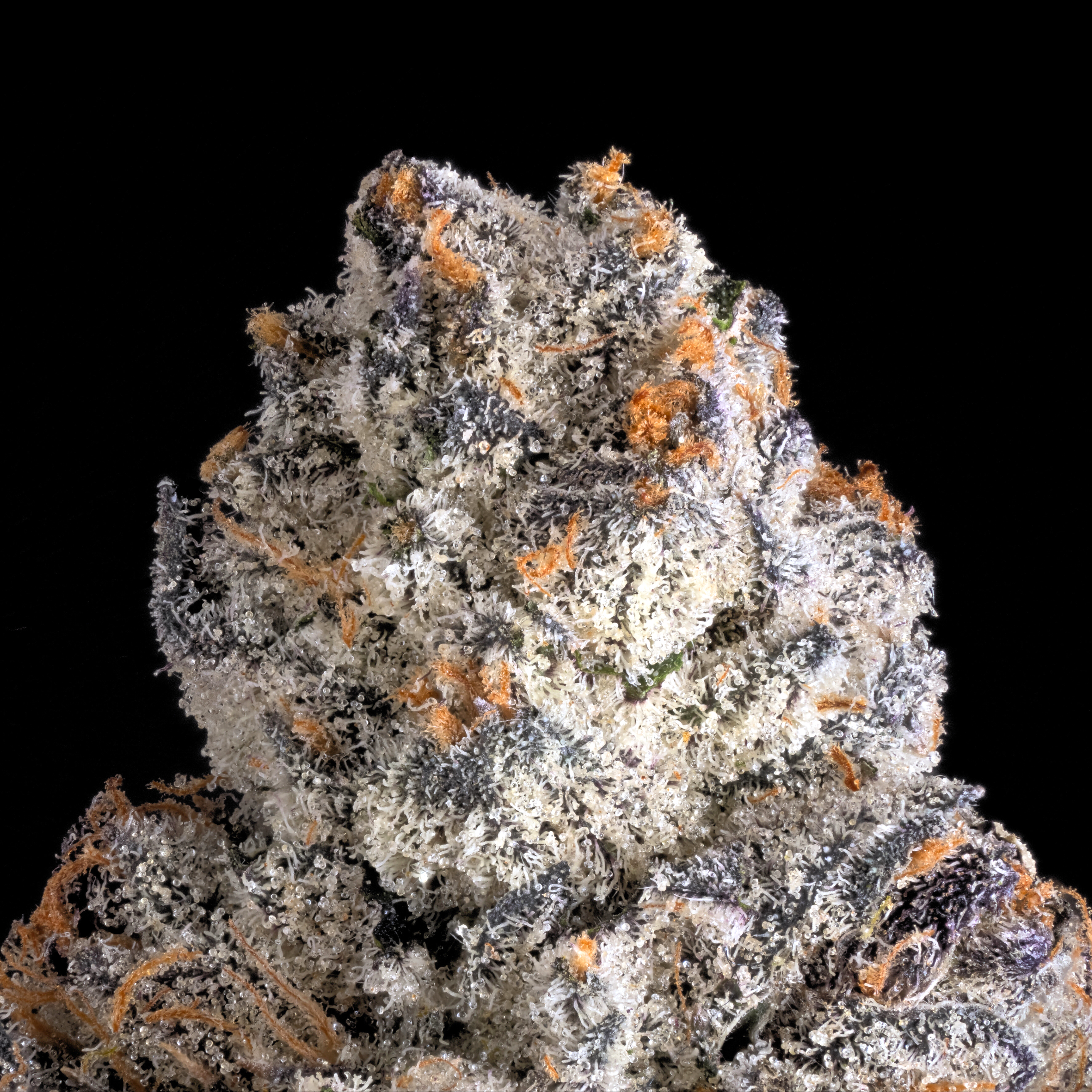 APPLES & DIAMONDS MACRO BLACK 2024.png