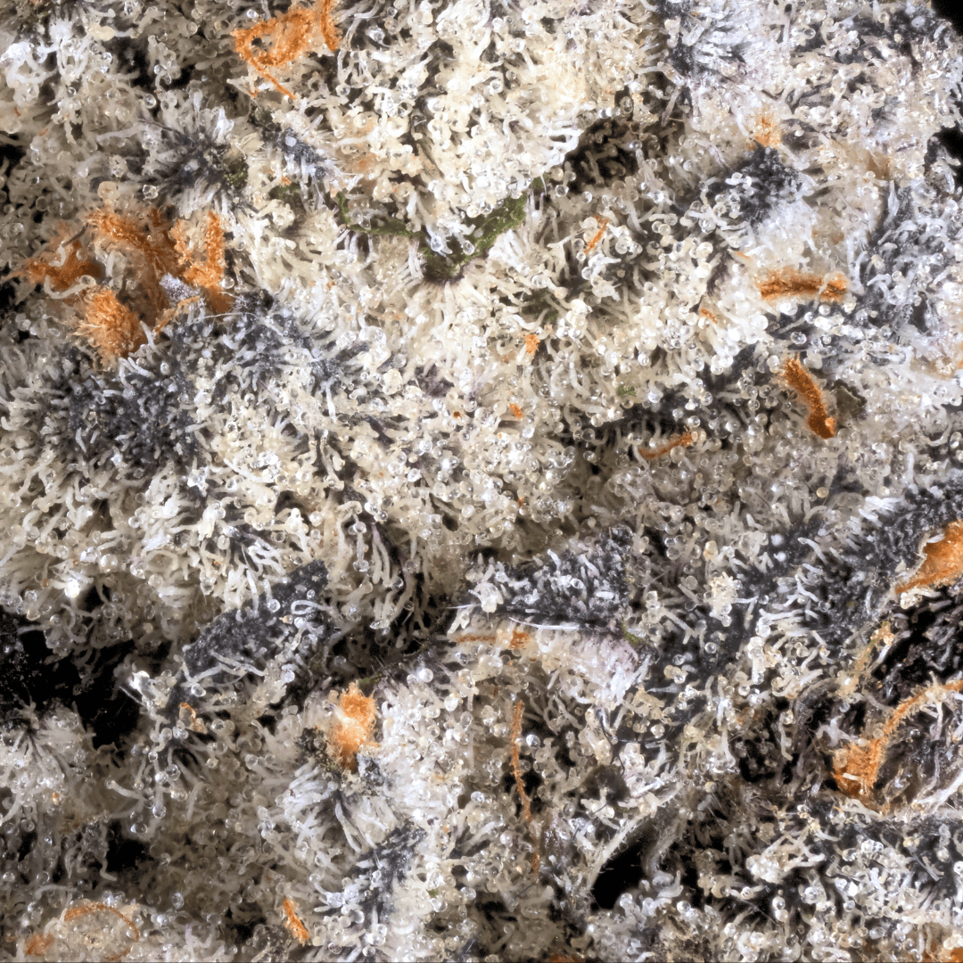 Untitled design (81).png