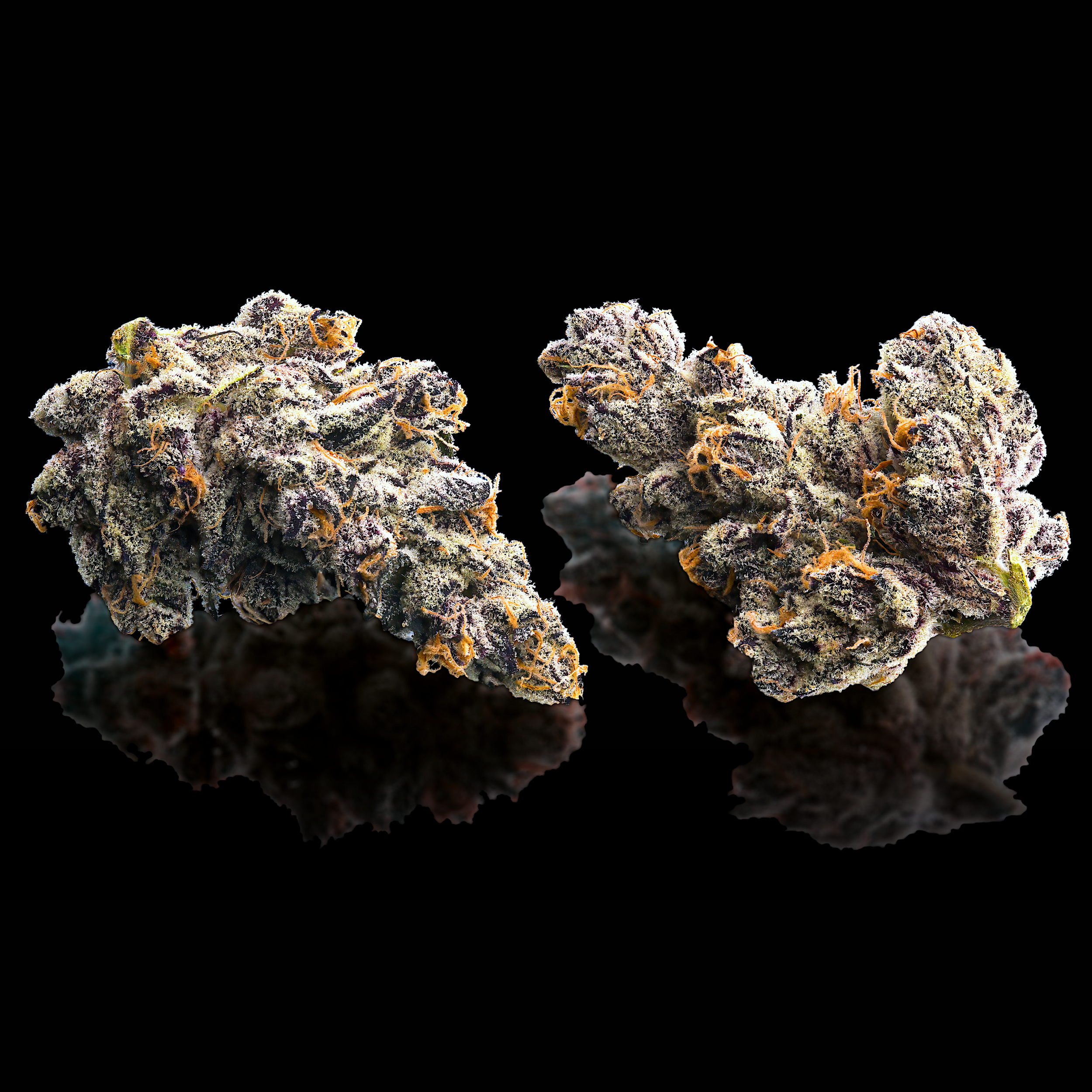 FRENCH LOTUS DOUBLE NUGS BLACK SQUARE CUSTOM 2025.png