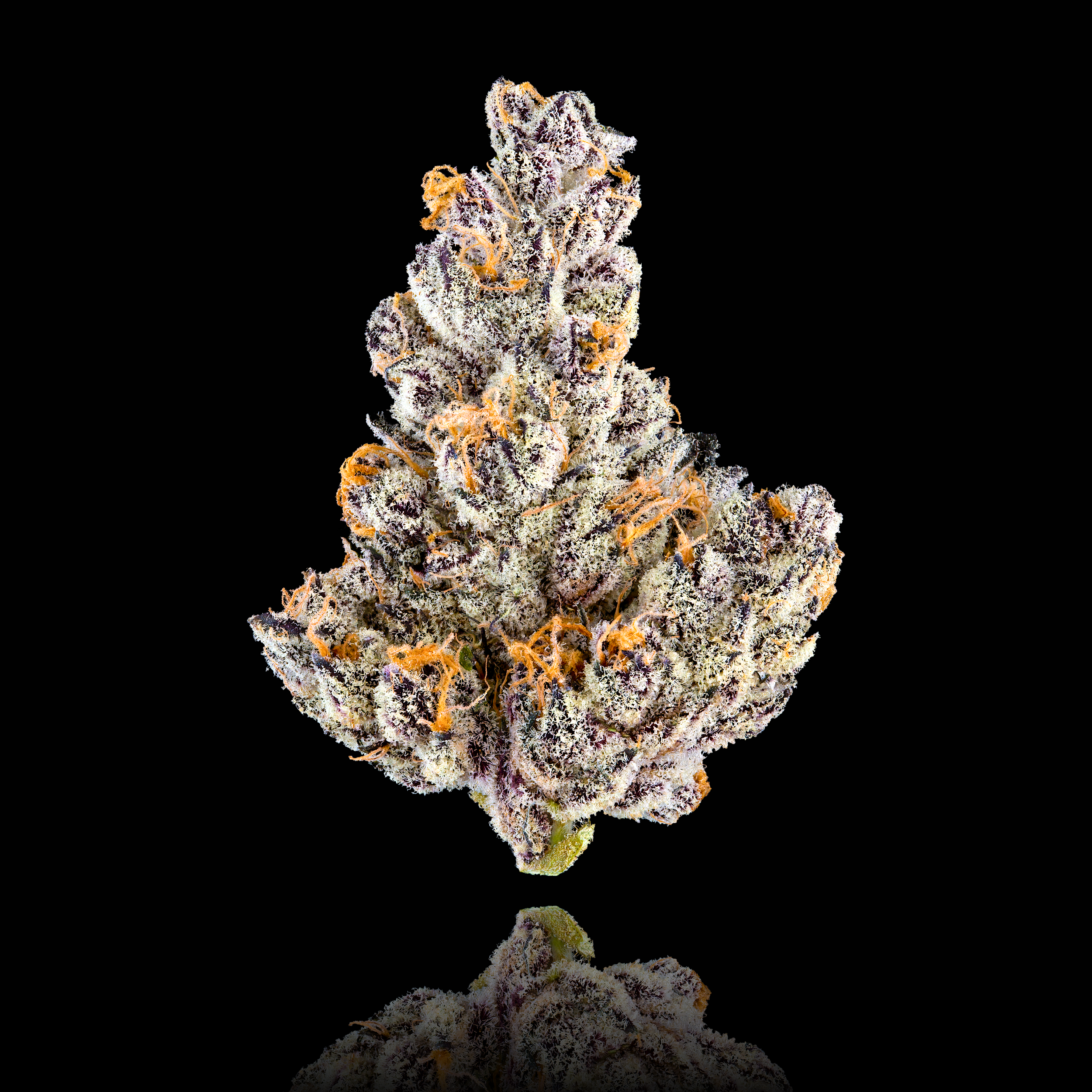 FRENCH LOTUS FULL NUG PROJECT BLACK.png