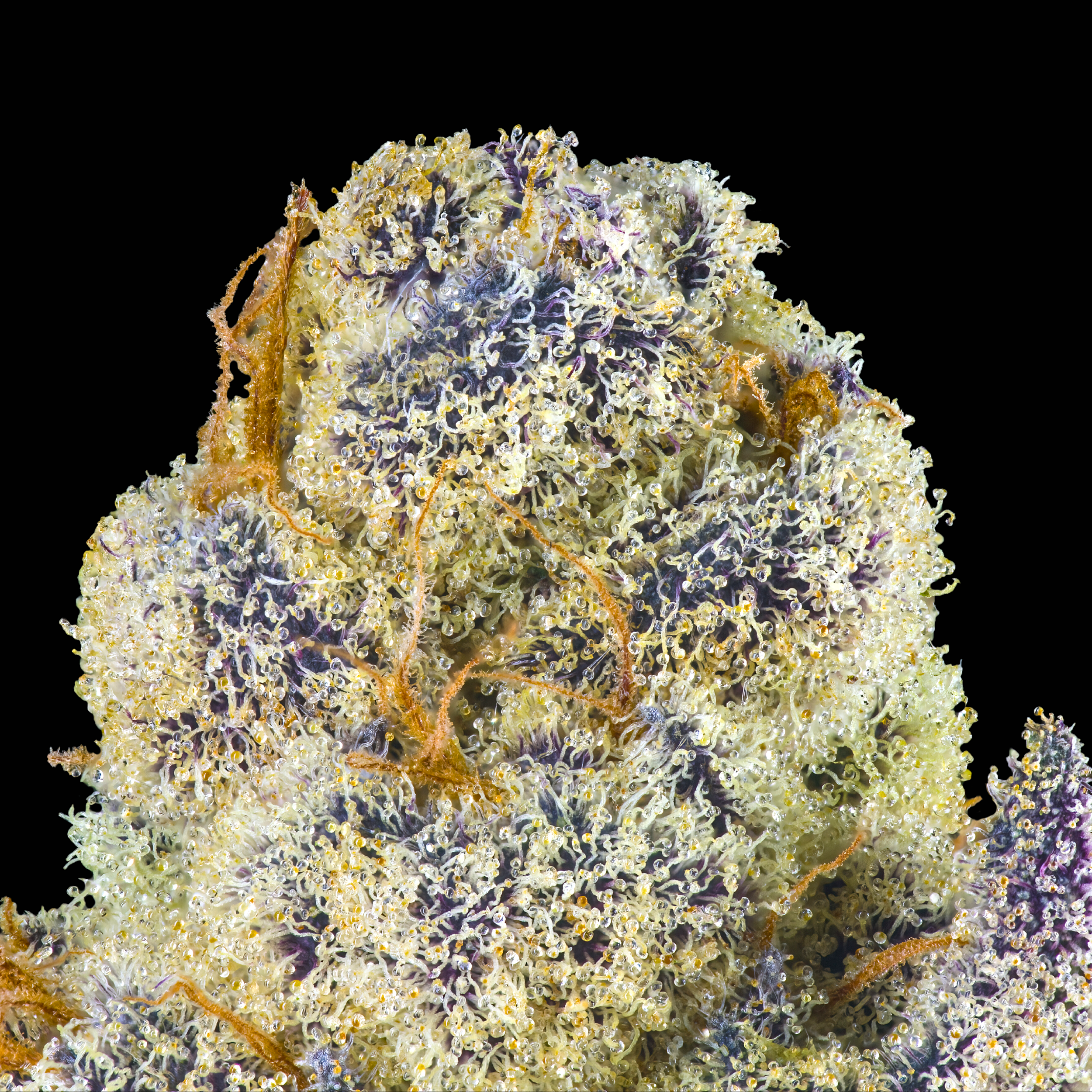 HONEY LEMON HIBSICUS MACRO BLACK REDUX 2024.png