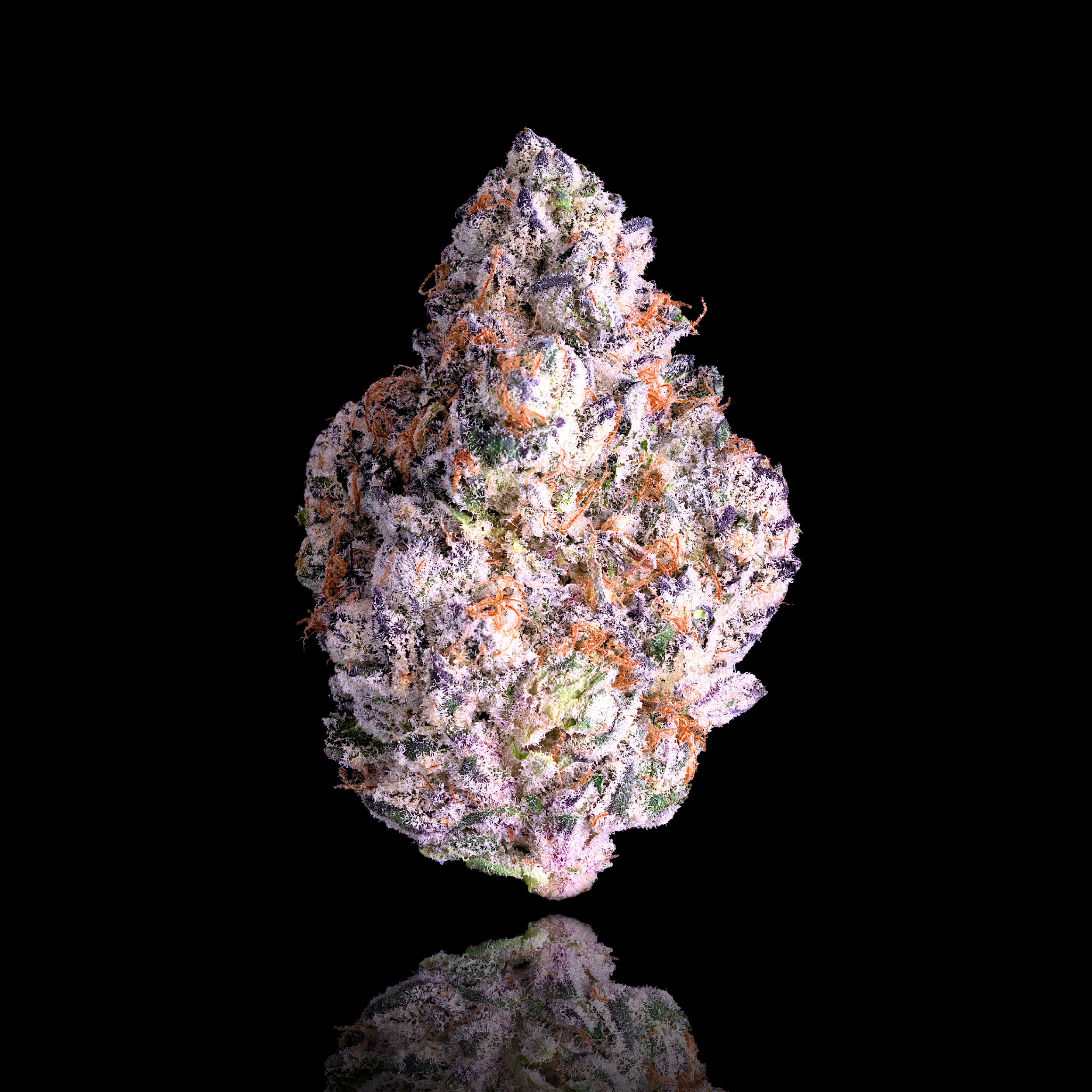 SHANGRI-LA FULL NUG UPDATE BLACK 2024.png