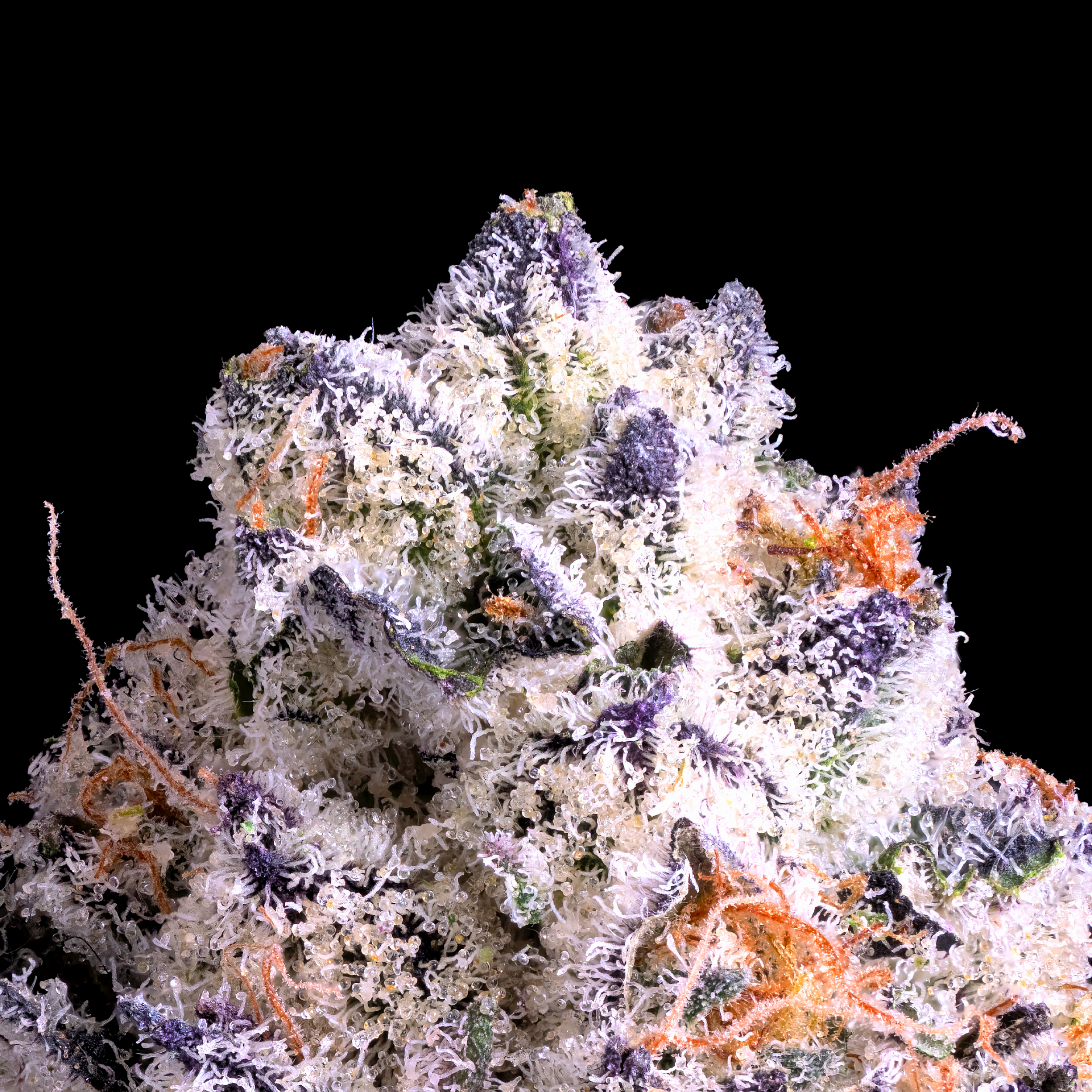 SHANGRI-LA MACRO 2024.png