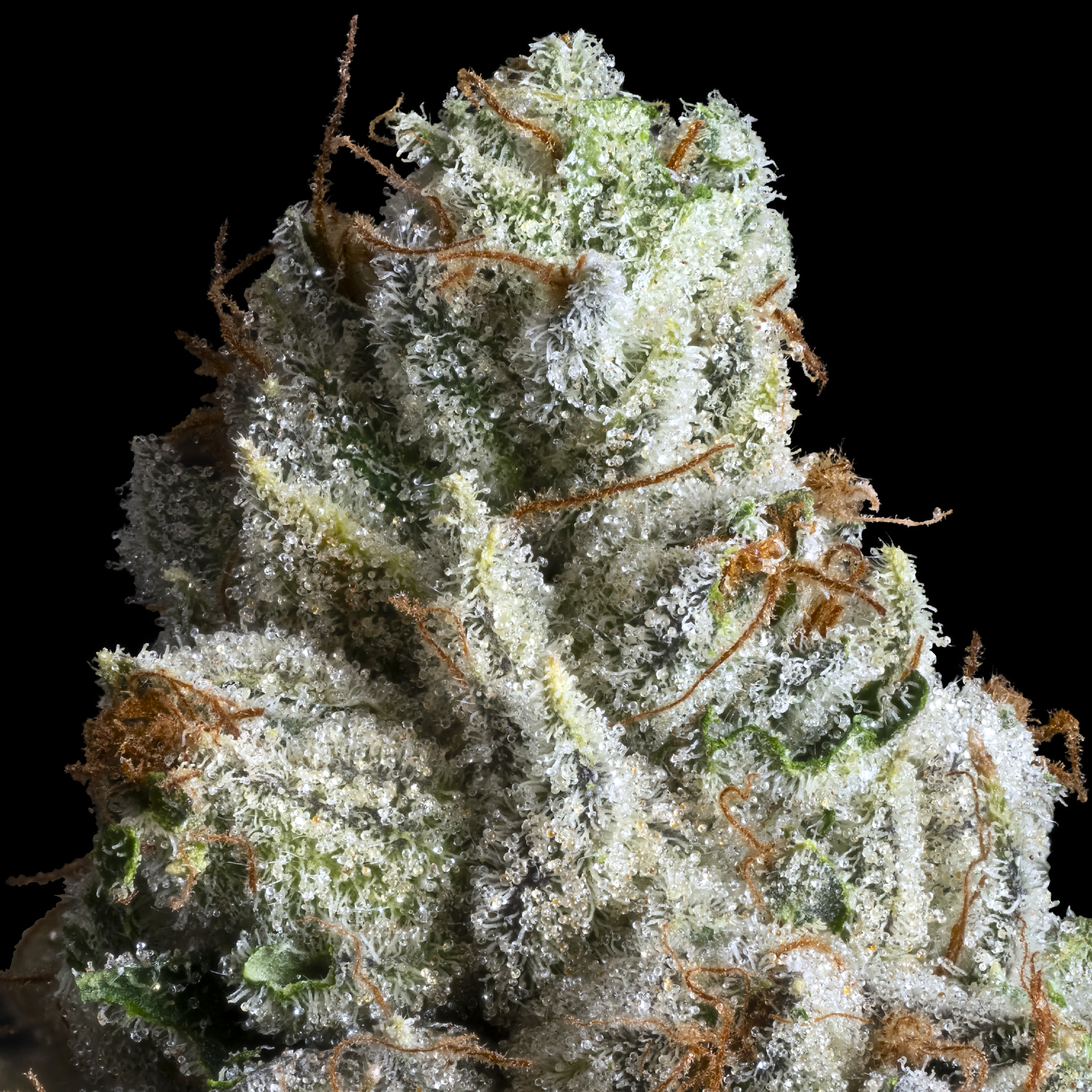 SILVER IRIS OG MACRO 2024 (1).png