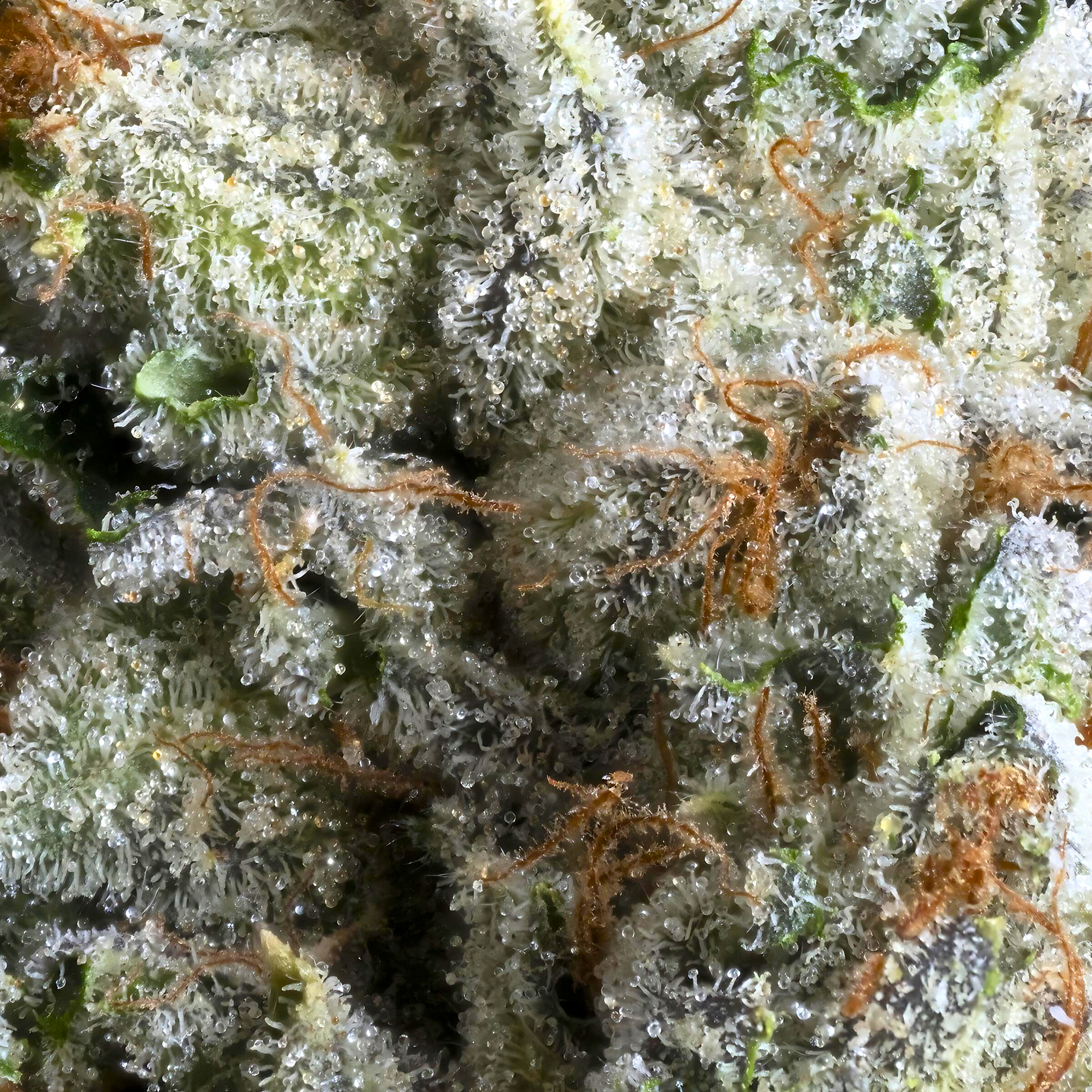 SILVER IRIS OG MACRO FILL UPSCALE 2024.png