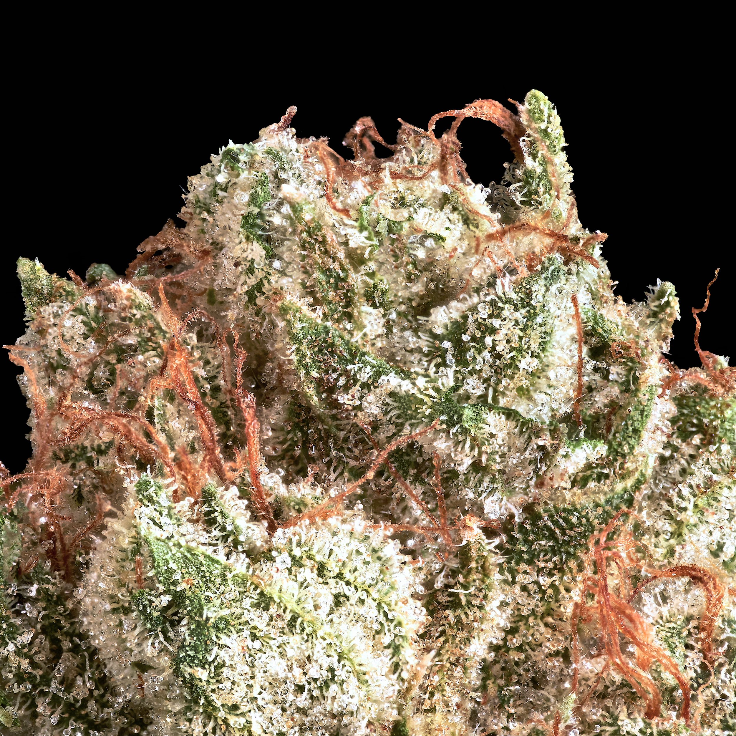 XXX OG MACRO BLACK SQUARE NEW EDIT 2024.png