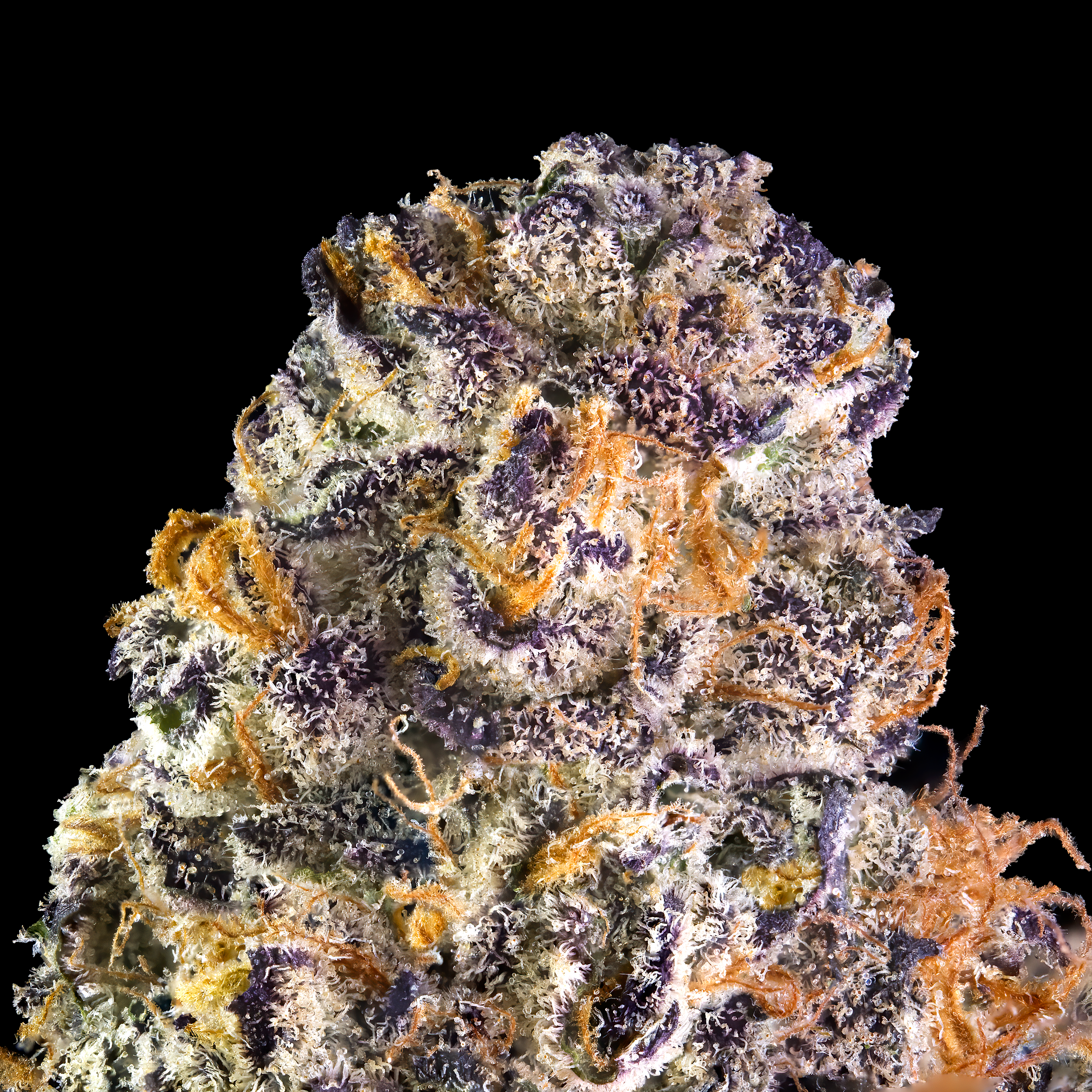 KEY LIME JACK MACRO ALT BLACK SQUARE 2024.png